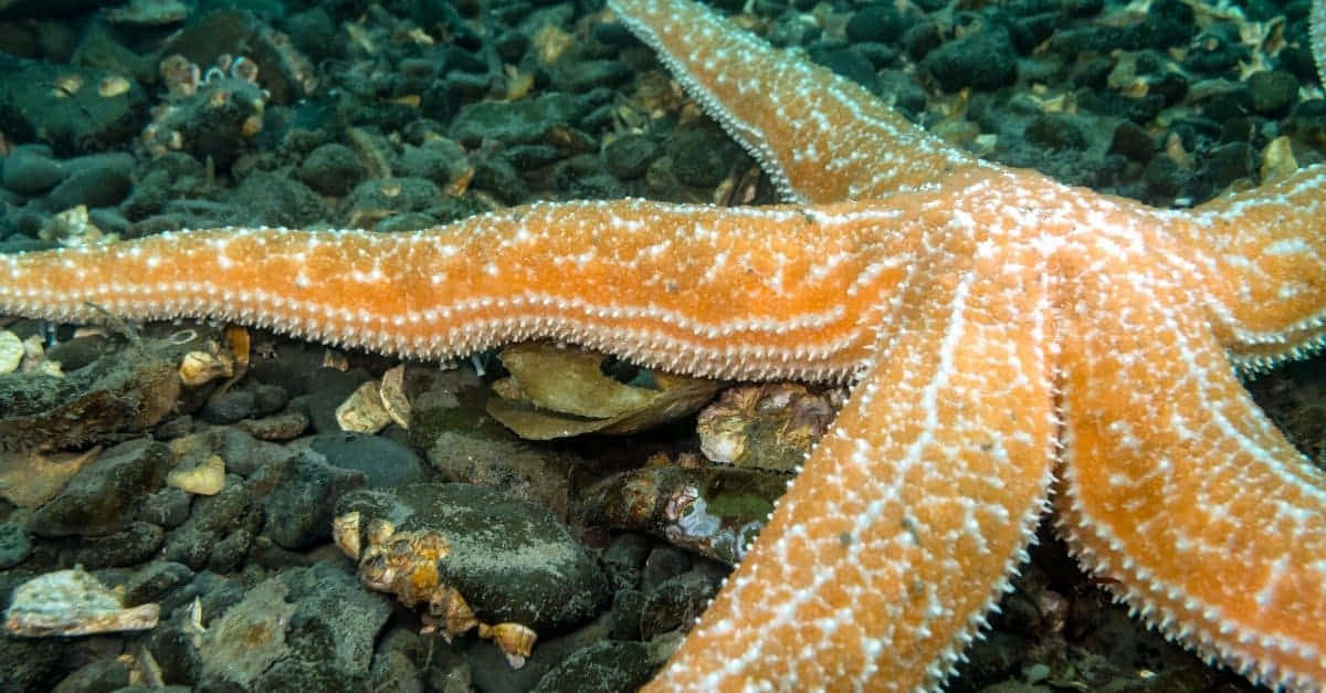 orange starfish, white spines, dark rocks, SD Desktop Wallpaper