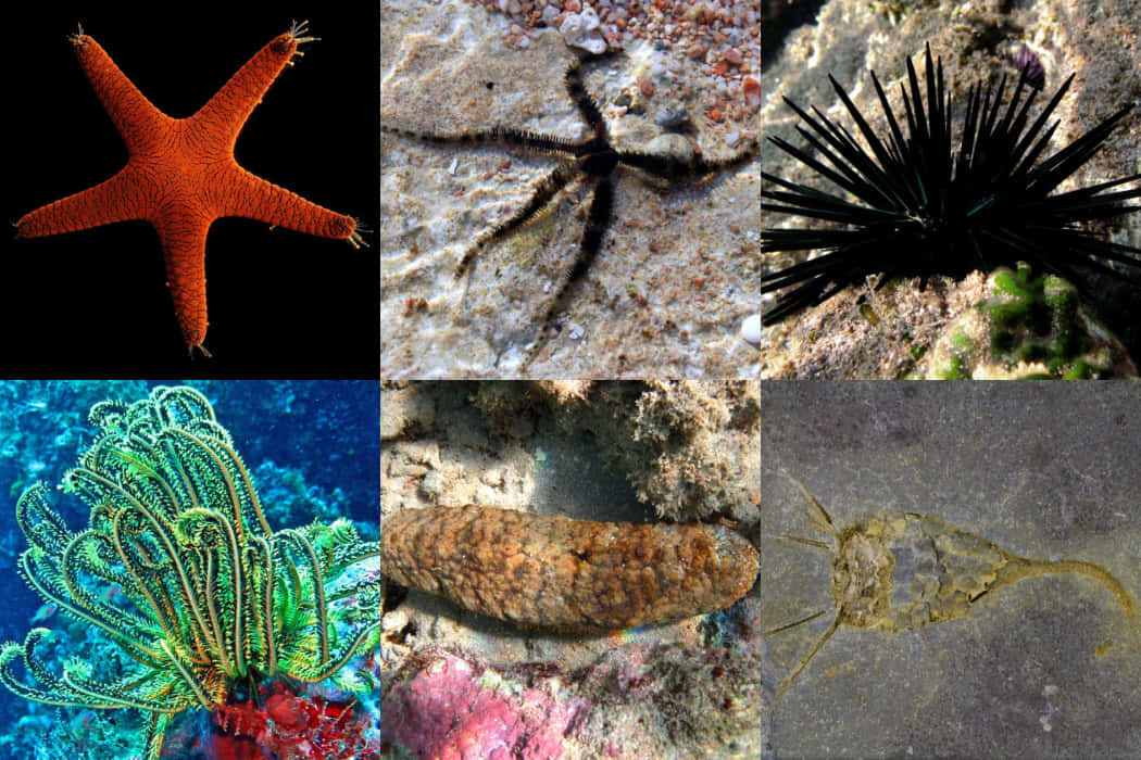 Echinoderm, starfish, sea urchins, SD Desktop Wallpaper