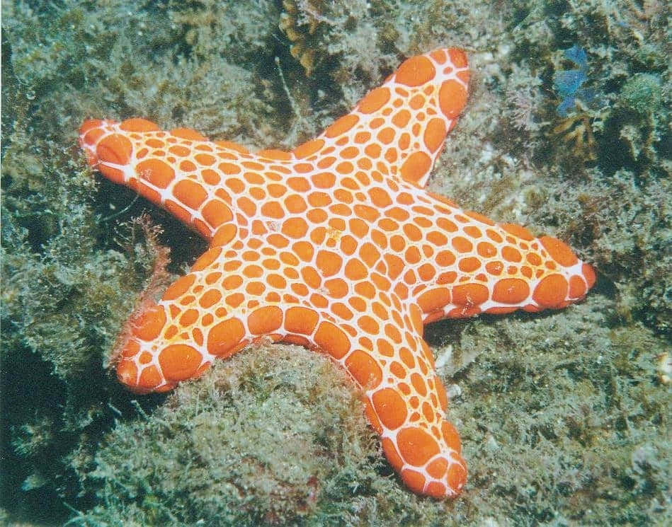 vibrant orange starfish, white spotted patterns, textured coral reef floor, SD Desktop Wallpaper
