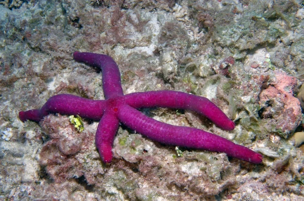Echinoderm, vivid purple starfish, textured coral reef bed, SD Desktop Wallpaper