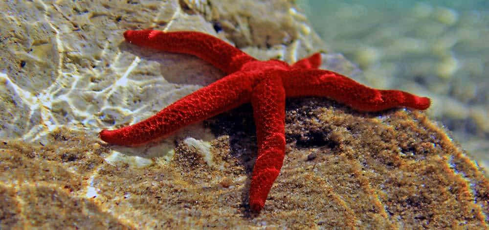 red starfish, rocky seabed, sunlit sandy rock, SD Desktop Wallpaper