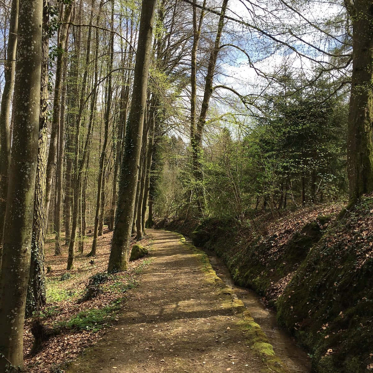 Echternach, forest path, springtime, SD Desktop Wallpaper