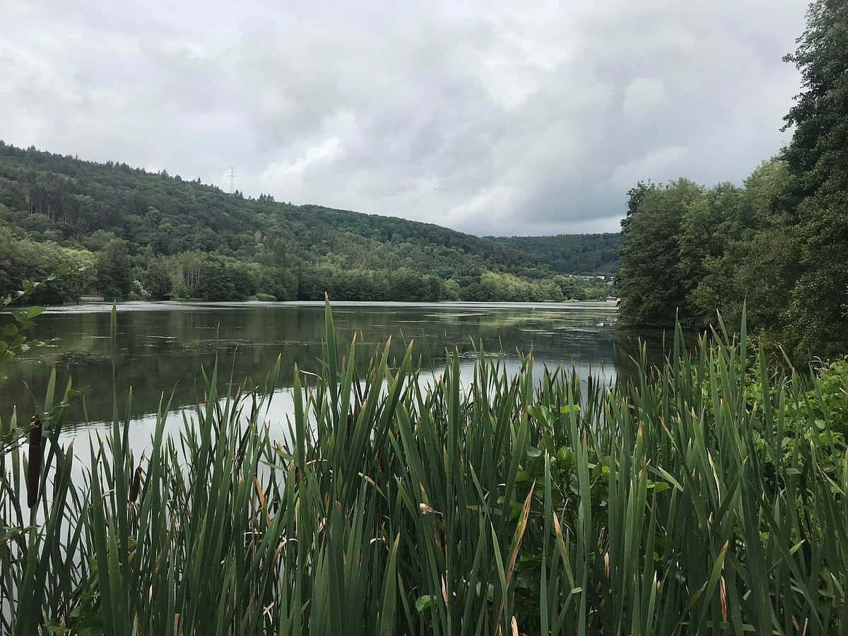 Echternach, lake, Lush green reeds, SD Desktop Wallpaper