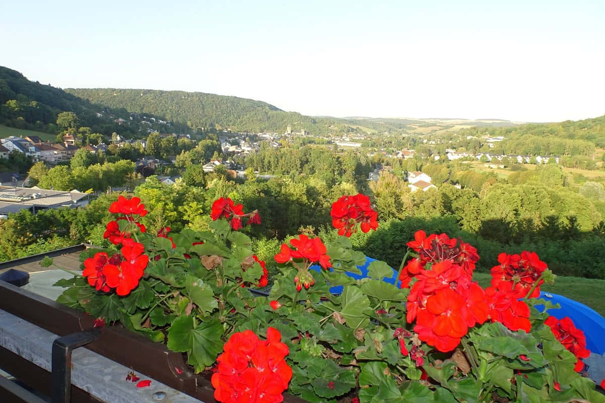 Echternach, red geraniums, planter, SD Desktop Wallpaper