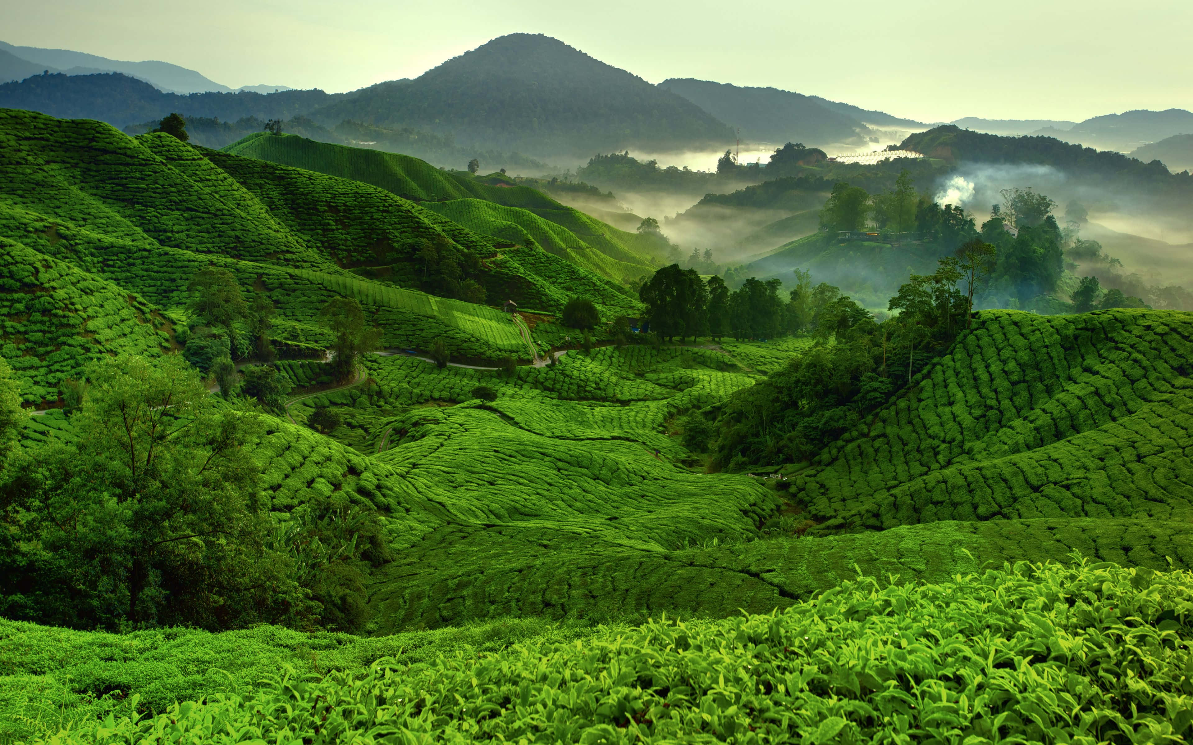 Eco-tourism, 3840 x 2400, rolling green tea terraces, 4K Desktop Wallpaper