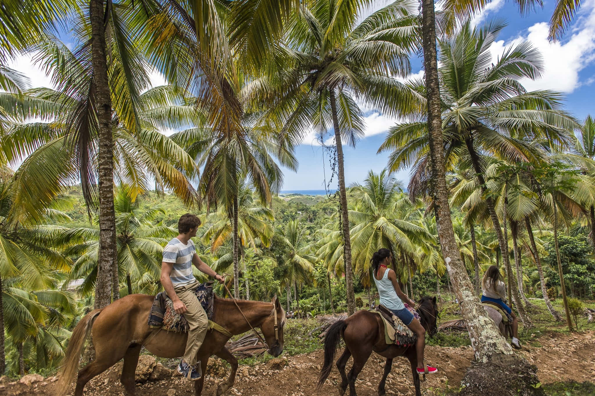 Eco-Tourism, jungle trail, towering palm trees, Full HD Desktop Wallpaper