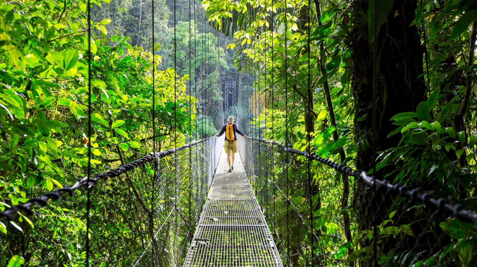 yellow backpack, narrow suspension bridge, lush green jungle canopy, Full HD Desktop Wallpaper