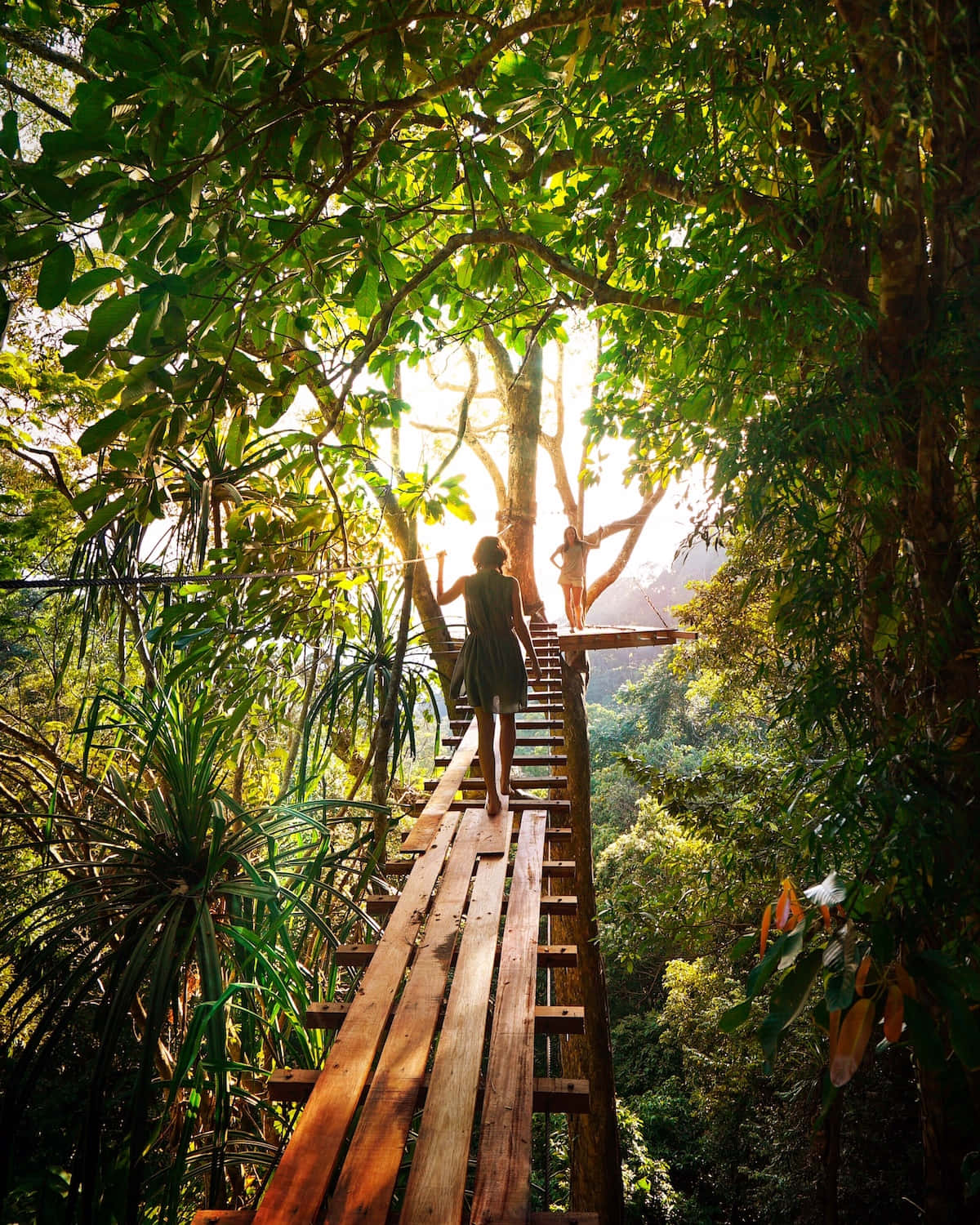 eco tourism, wooden canopy bridge, lush green jungle, HD Phone Wallpaper