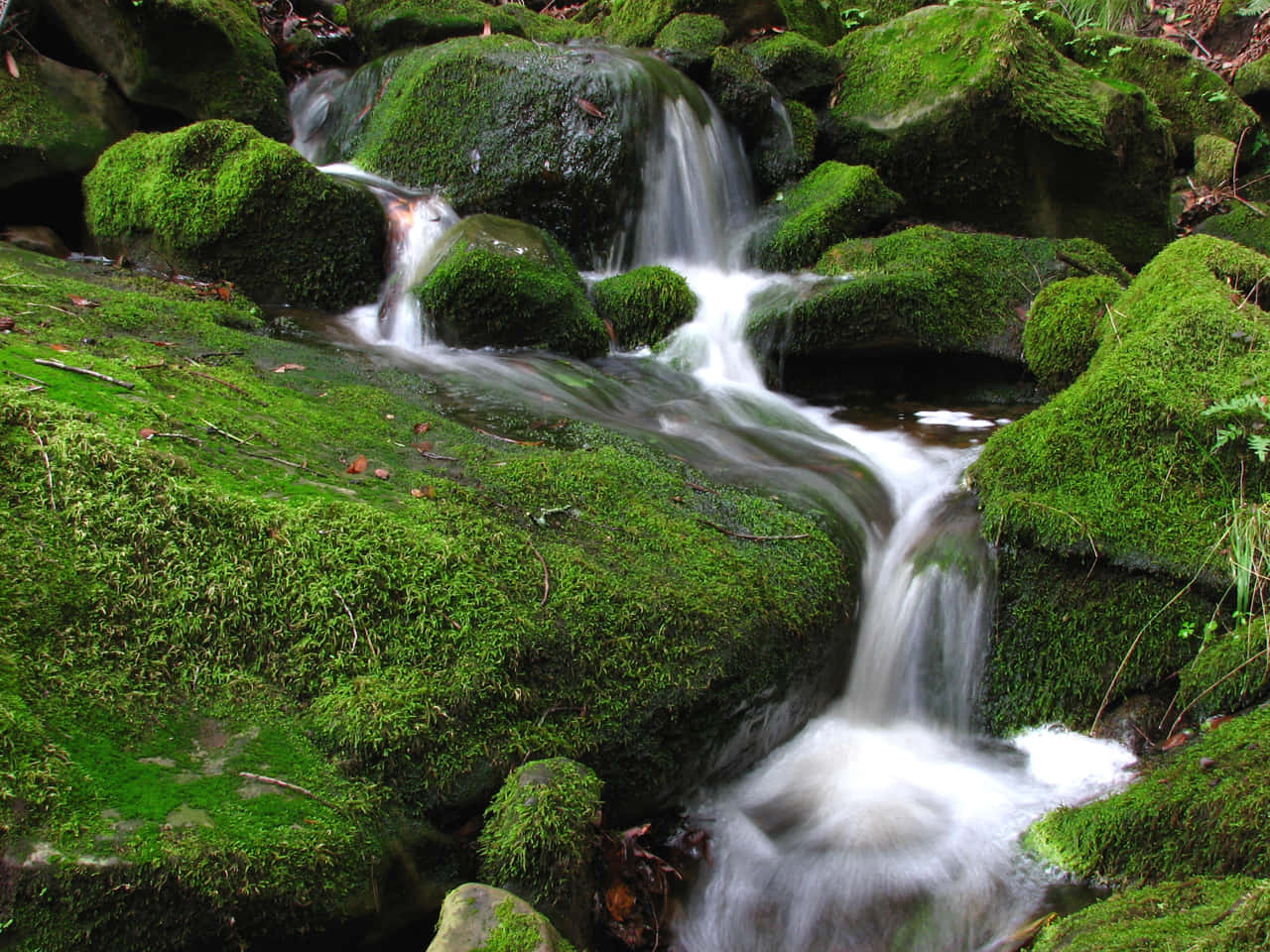 mountain stream, mossy rocks, lush forest, HD Desktop Wallpaper