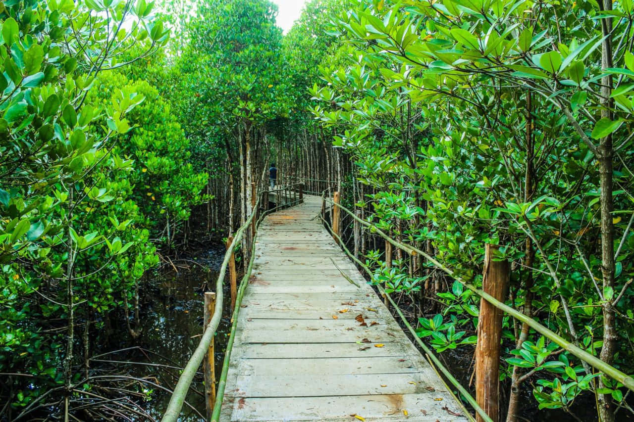 eco tourism, wooden boardwalk, mangrove forest, HD Desktop Wallpaper