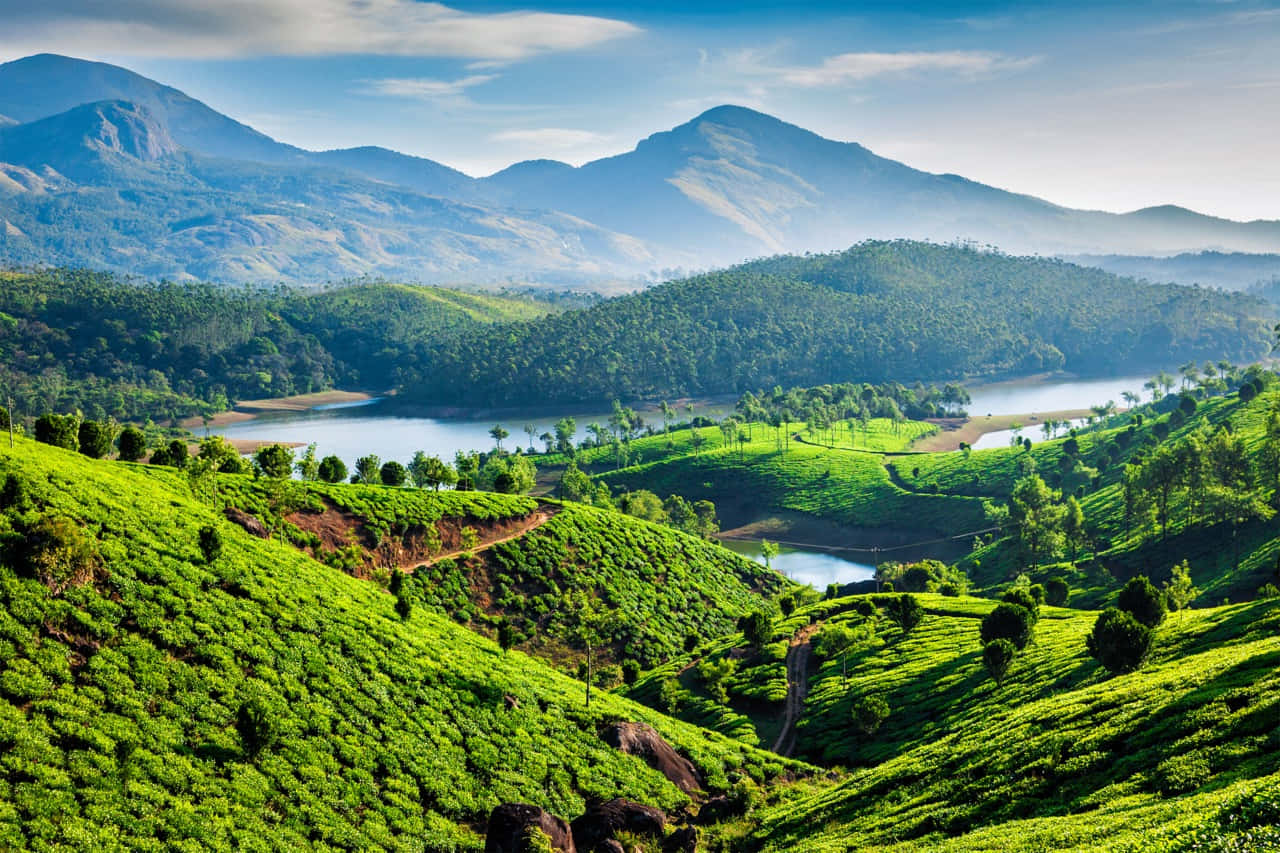 Vibrant green tea terraces, rolling hills, calm lake, HD Desktop Wallpaper
