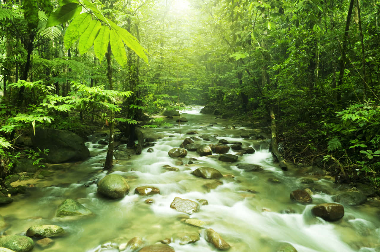 eco tourism, jungle stream, mossy rocks, HD Desktop Wallpaper