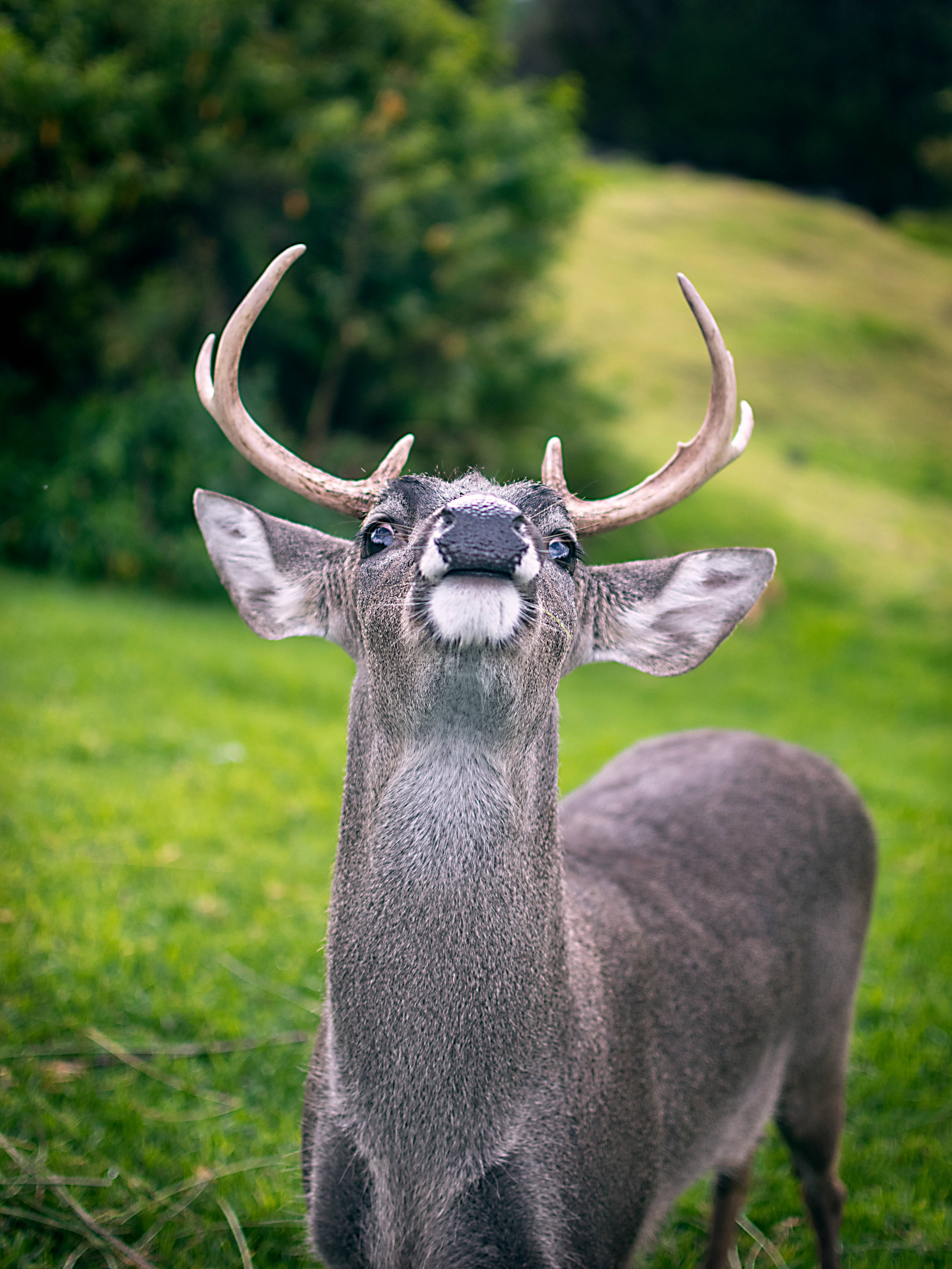 Ecuador, white-tailed deer, large antlers, 4K Phone Wallpaper