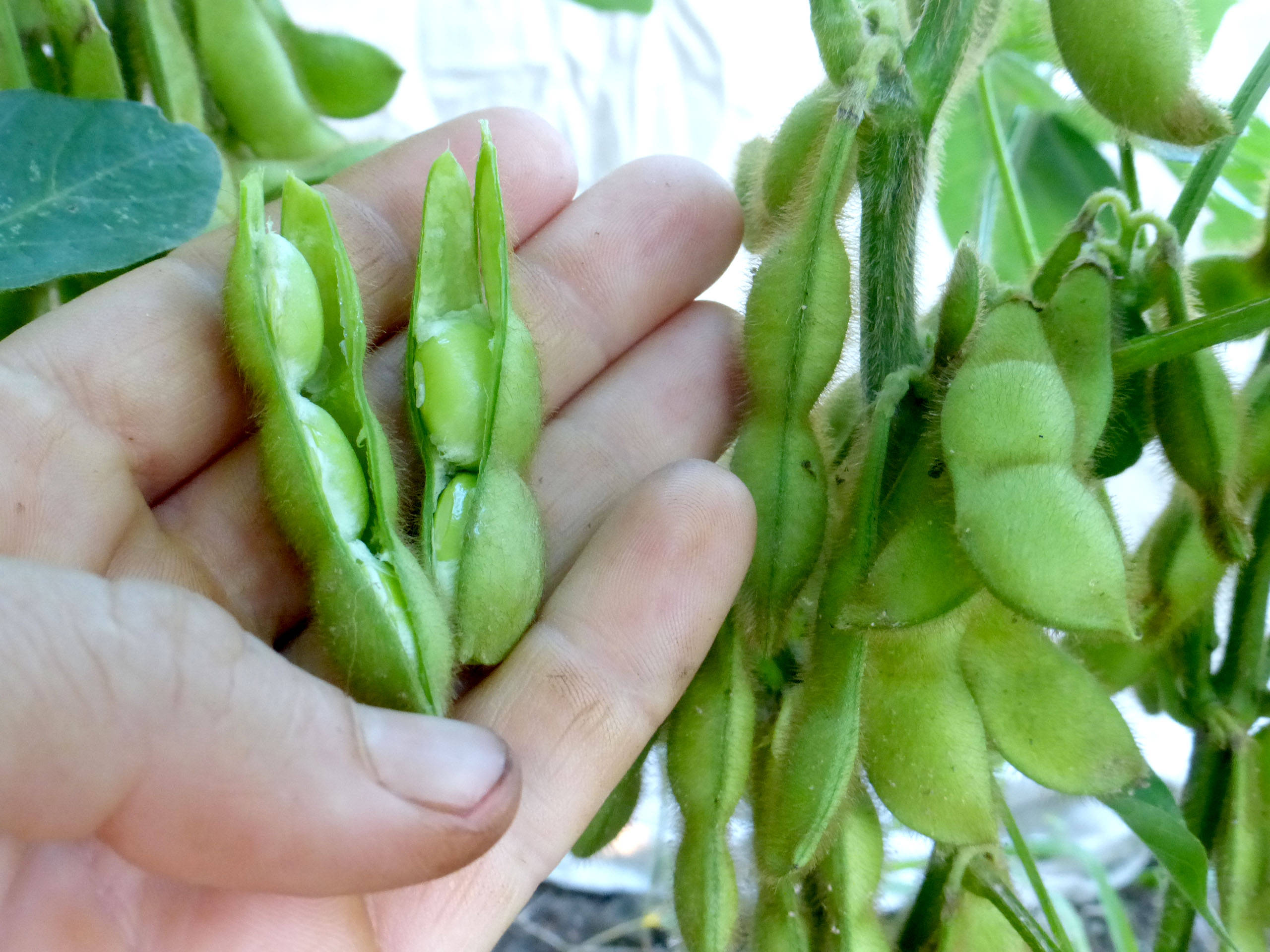 harvested edamame beans, fresh green soybean pod, plump beans, 2K Desktop Wallpaper