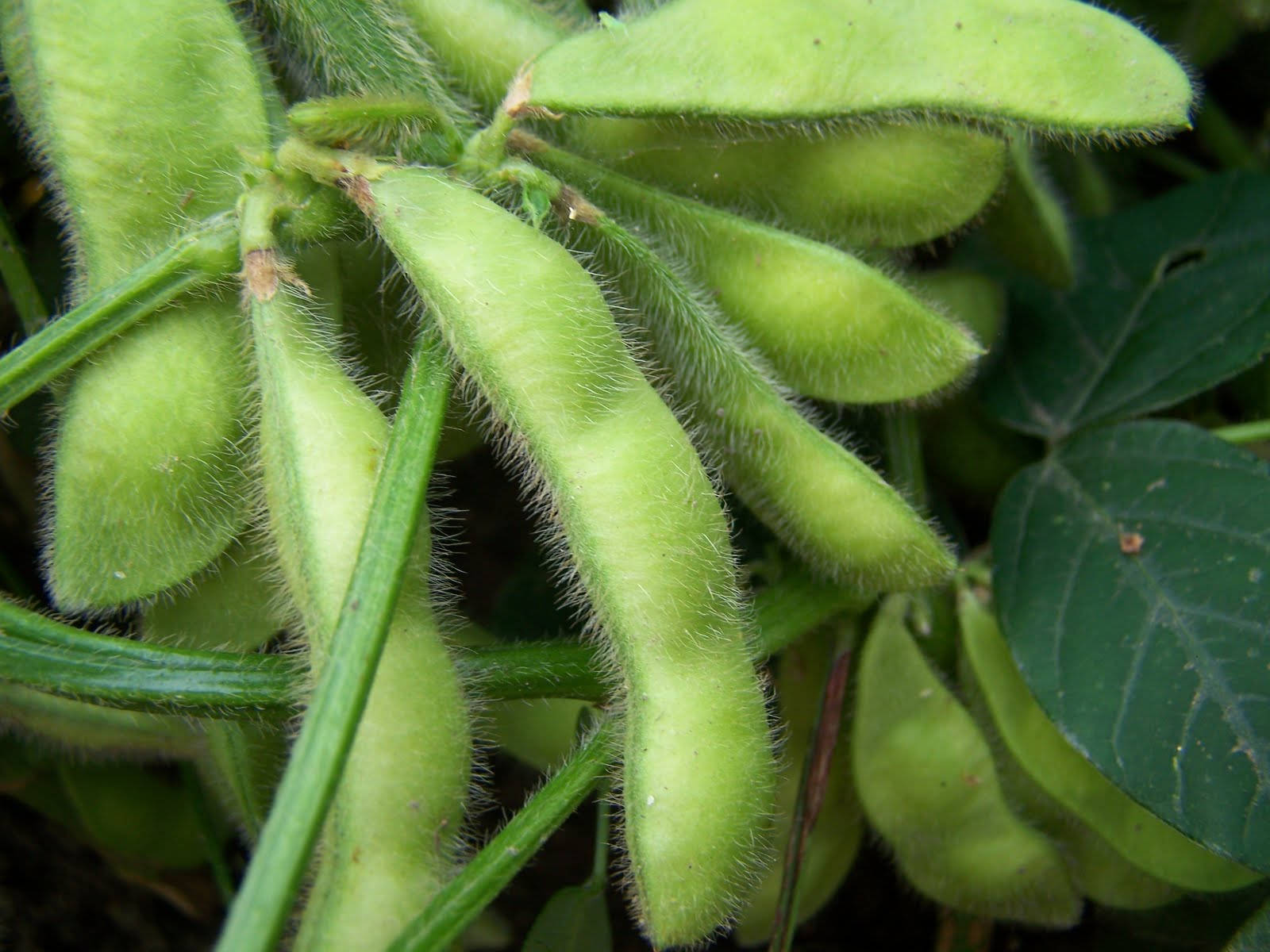 edamame, soybean pods, fuzzy green, HD Desktop Wallpaper