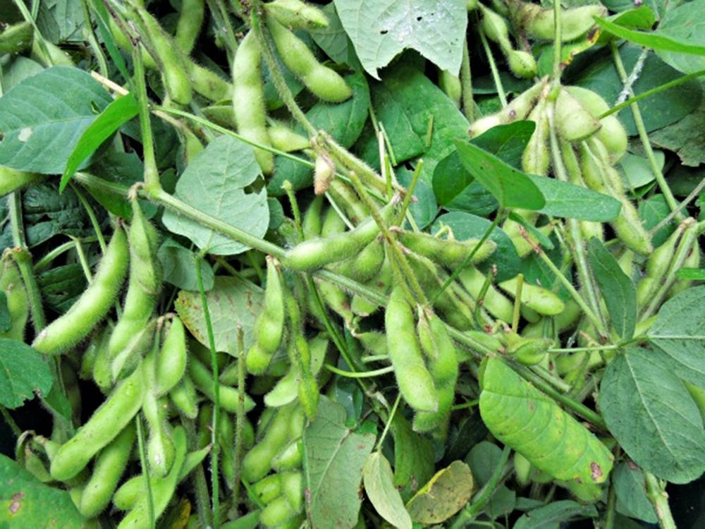 edamame, soybean pods, lush leaves, SD Desktop Wallpaper