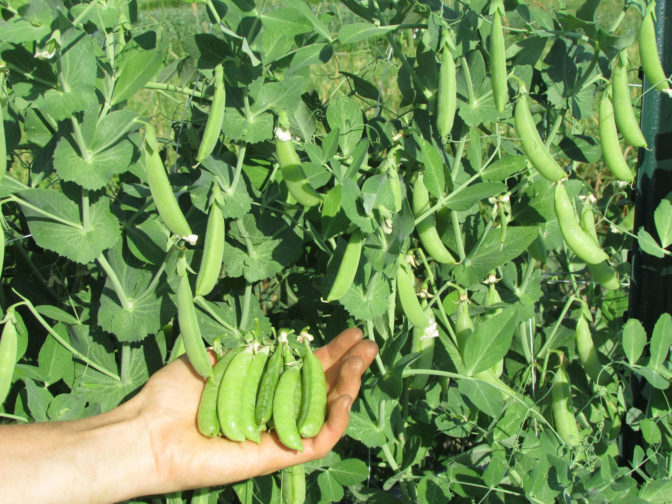 edamame beans, fresh green pea pods, lush leafy vines, Full HD Desktop Wallpaper