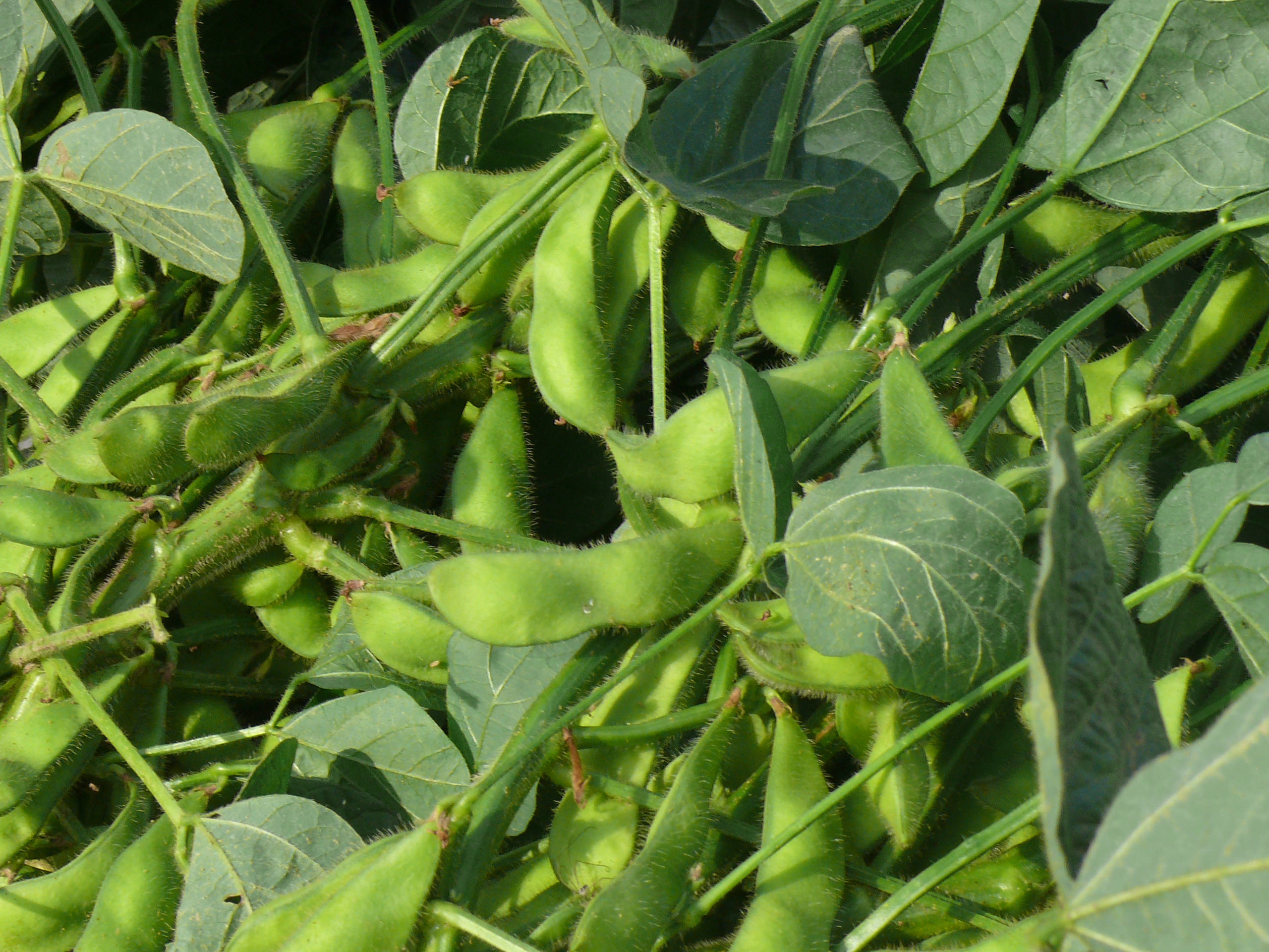 edamame beans, plant, vibrant green, 2K Desktop Wallpaper