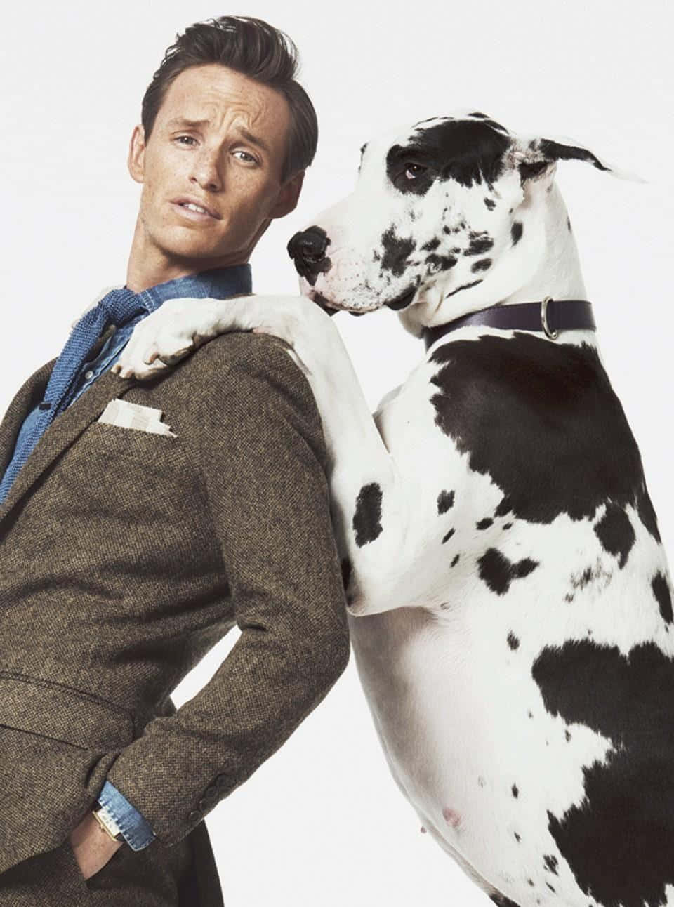 Eddie Redmayne, brown tweed suit, black and white spotted dog, HD Phone Wallpaper