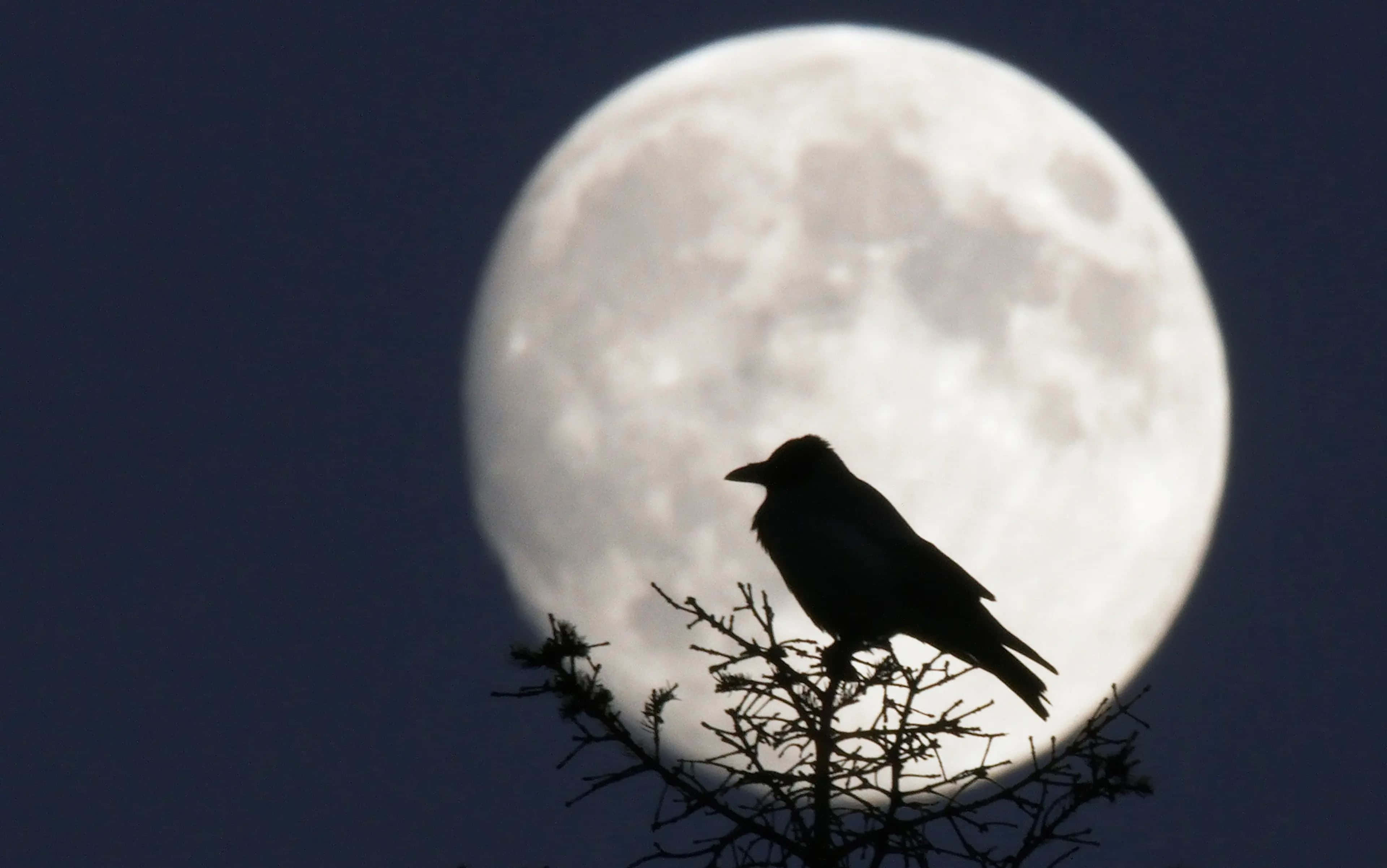 raven, full moon, bare branches, 4K Desktop Wallpaper