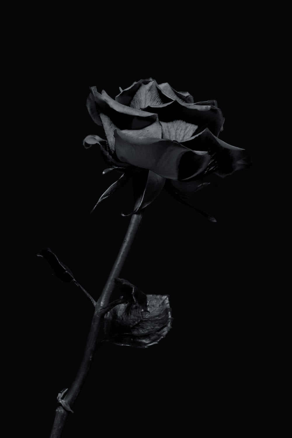 black rose, delicate petals, drooping stem, HD Phone Wallpaper