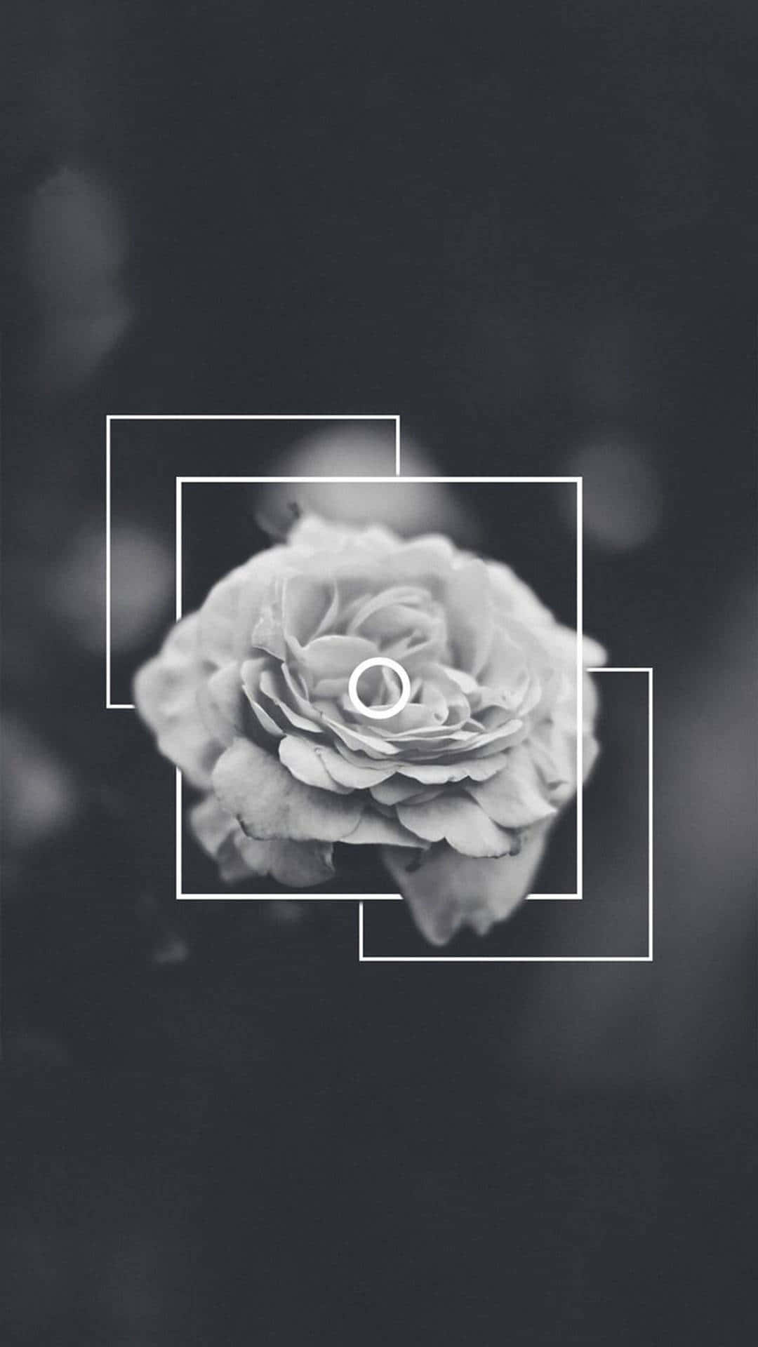 Edgy Black Aesthetic, white floribunda, monochrome rose, Full HD Phone Wallpaper