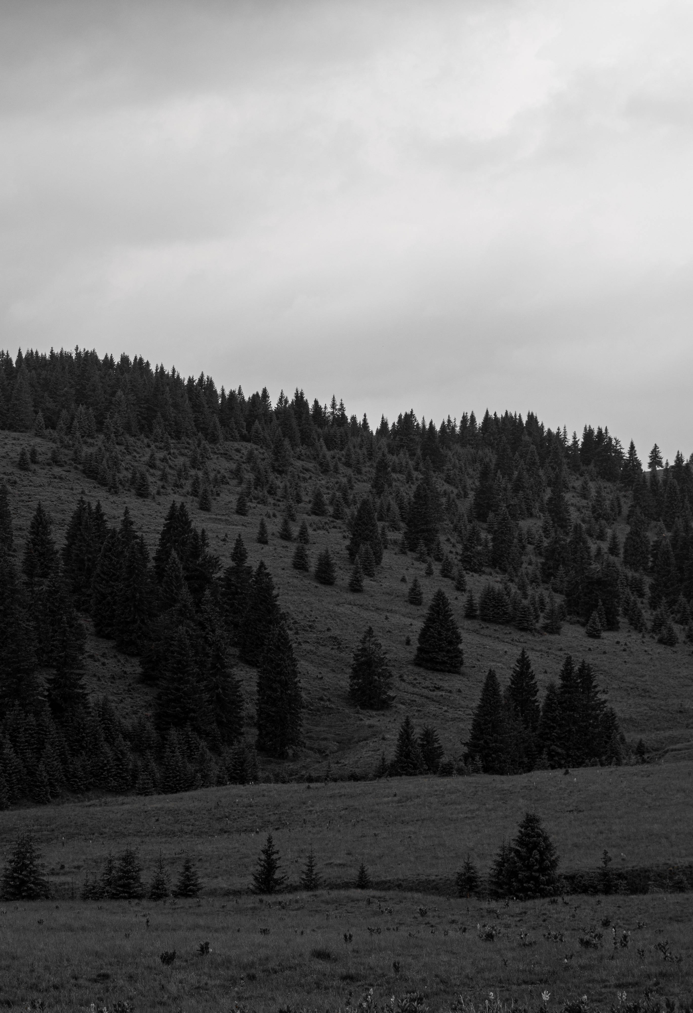 black and white forest editing, monochrome, hillside, 4K Phone Wallpaper