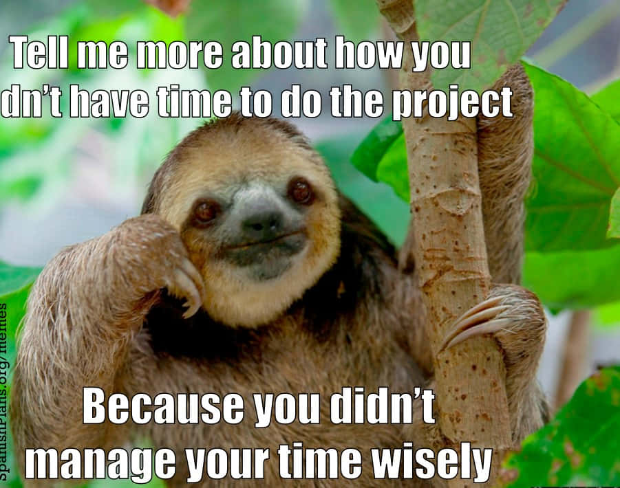 sloth, tree branch, smug expression, SD Desktop Wallpaper