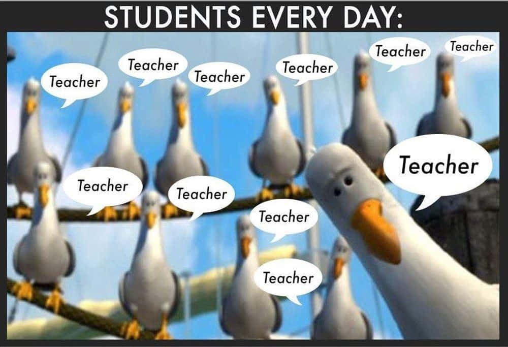 cartoon seagulls, speech bubble saying teacher, bright blue sky, SD Desktop Wallpaper