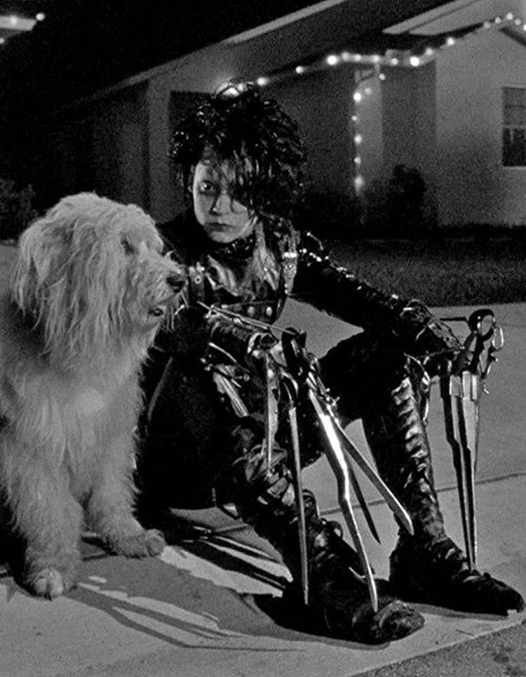 Edward Scissorhands, fluffy dog, porch, SD Phone Wallpaper