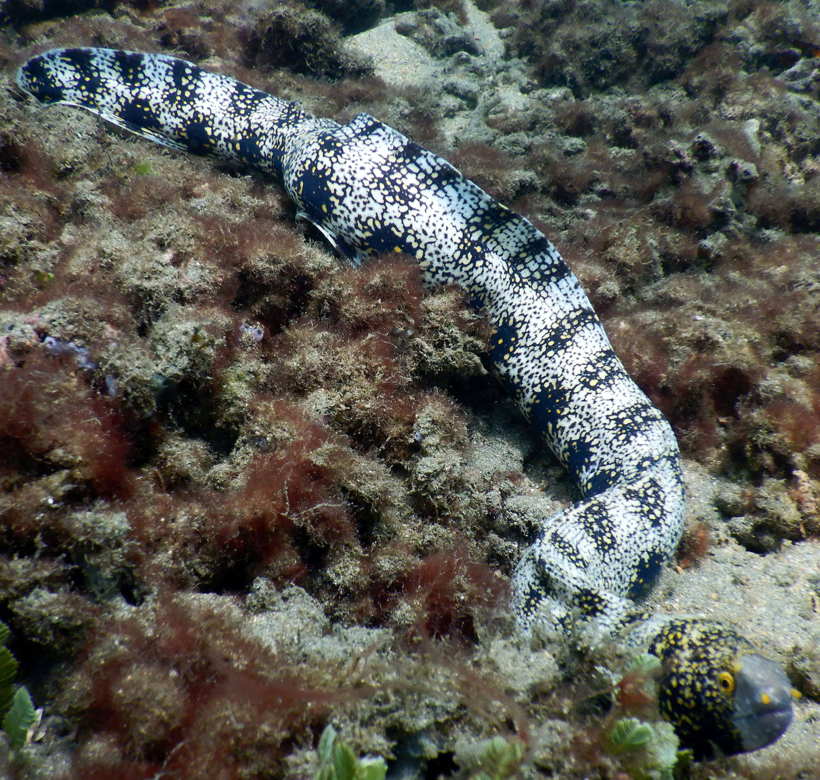 moray eel, spotted moray eel, black white and yellow markings, 2K Desktop Wallpaper