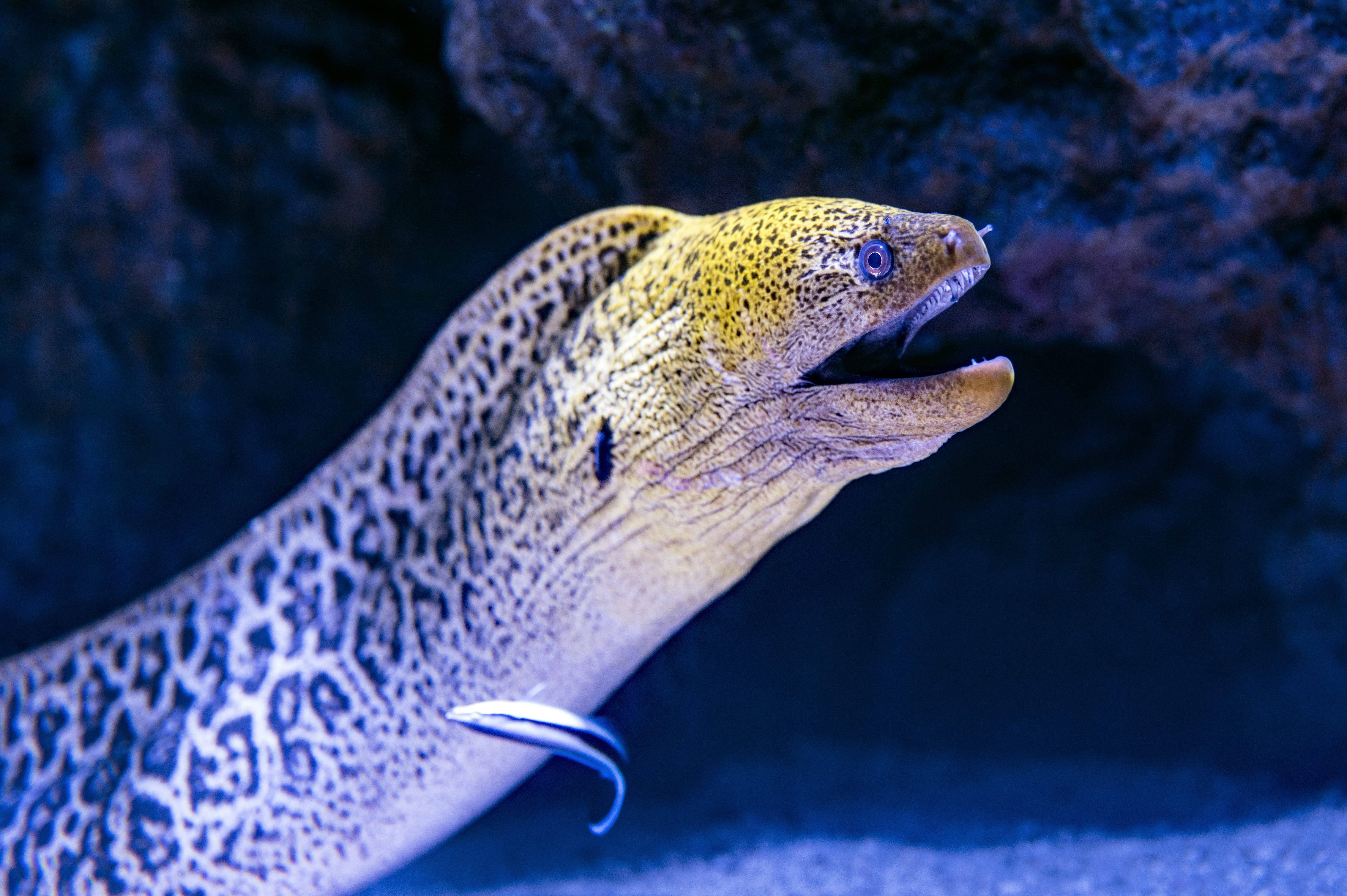 moray eel, spotted moray eel, open mouth, 4K Desktop Wallpaper