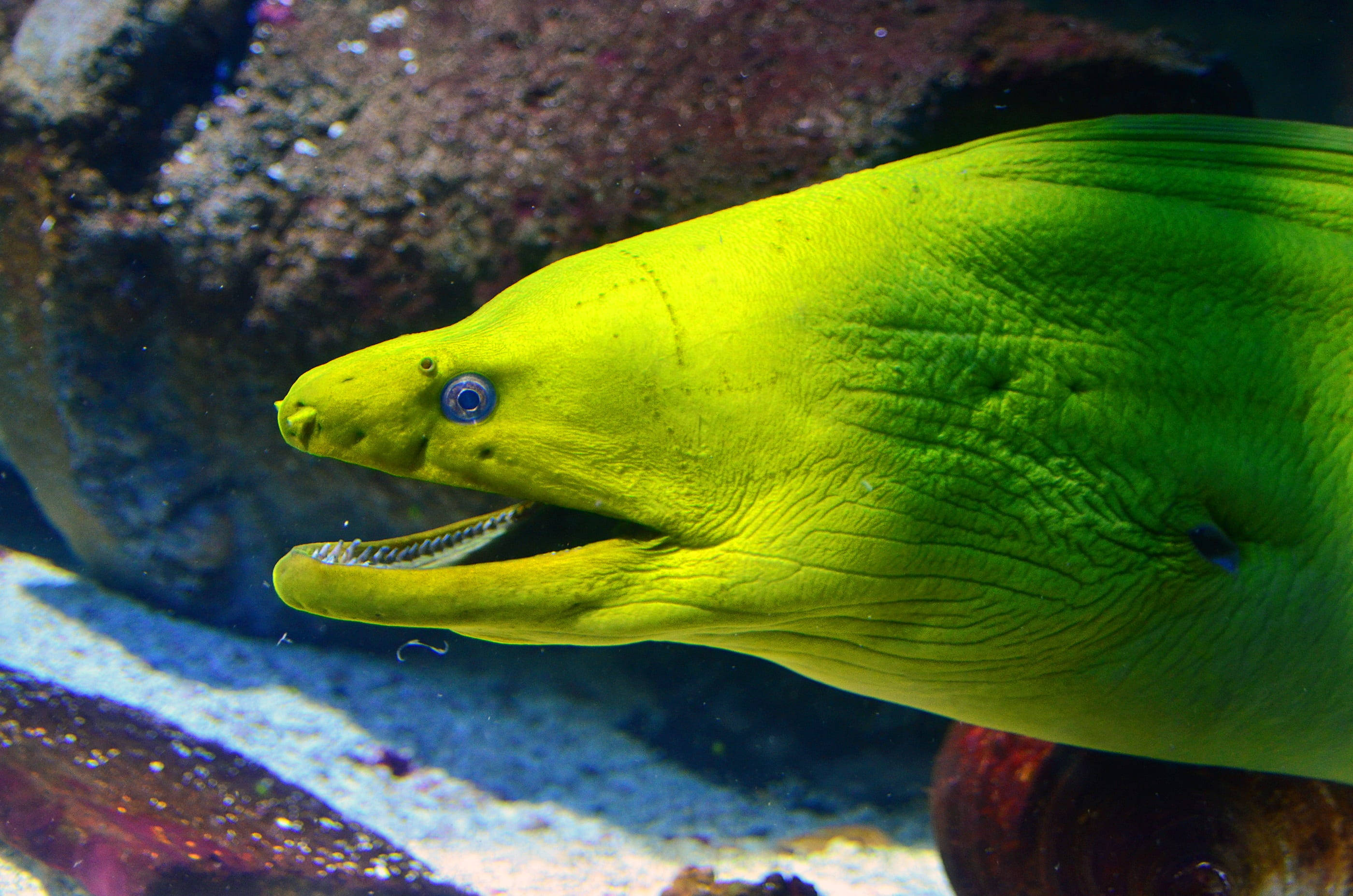 neon green moray eel, blue eye, rocky underwater terrain, 2K Desktop Wallpaper
