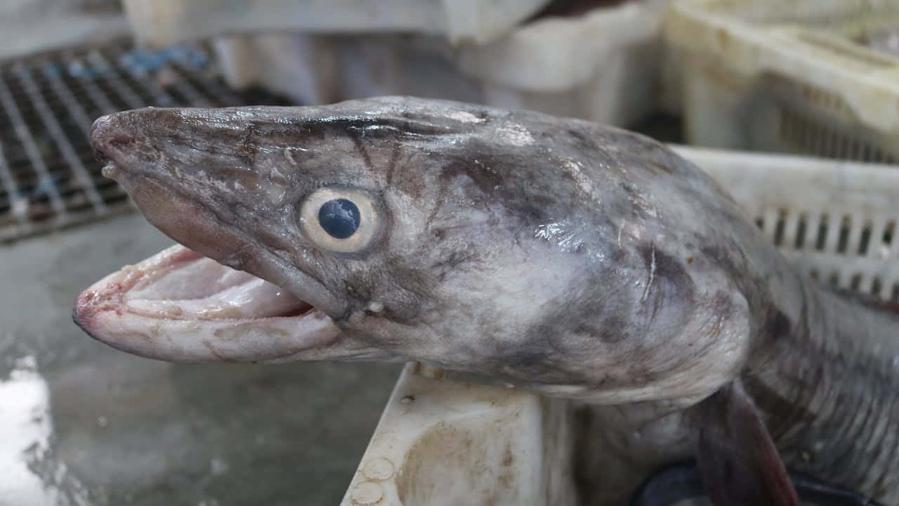 conger eel, grey fish head, wide open mouth, HD Desktop Wallpaper
