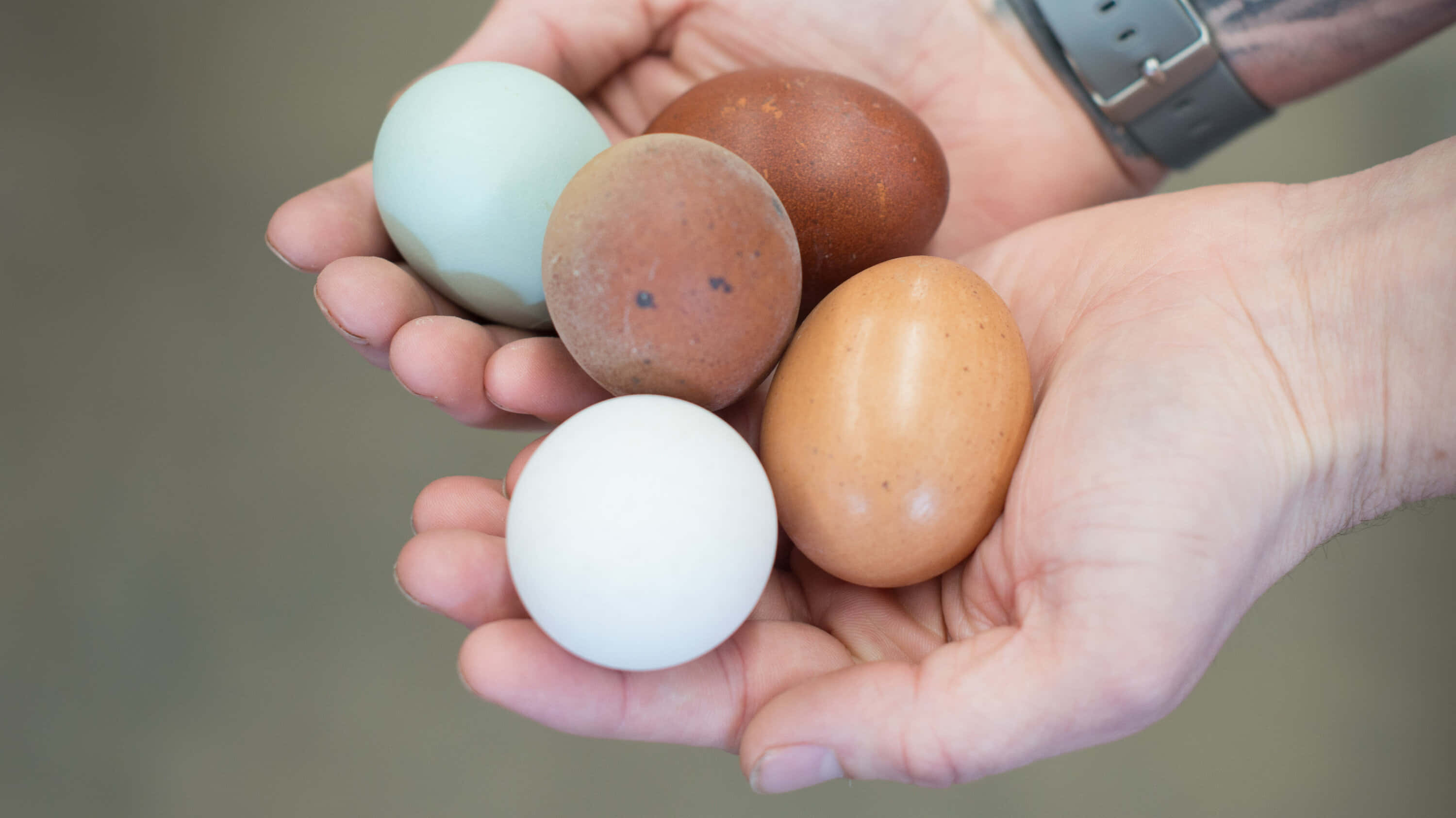 hand, oval eggs, white, 2K Desktop Wallpaper