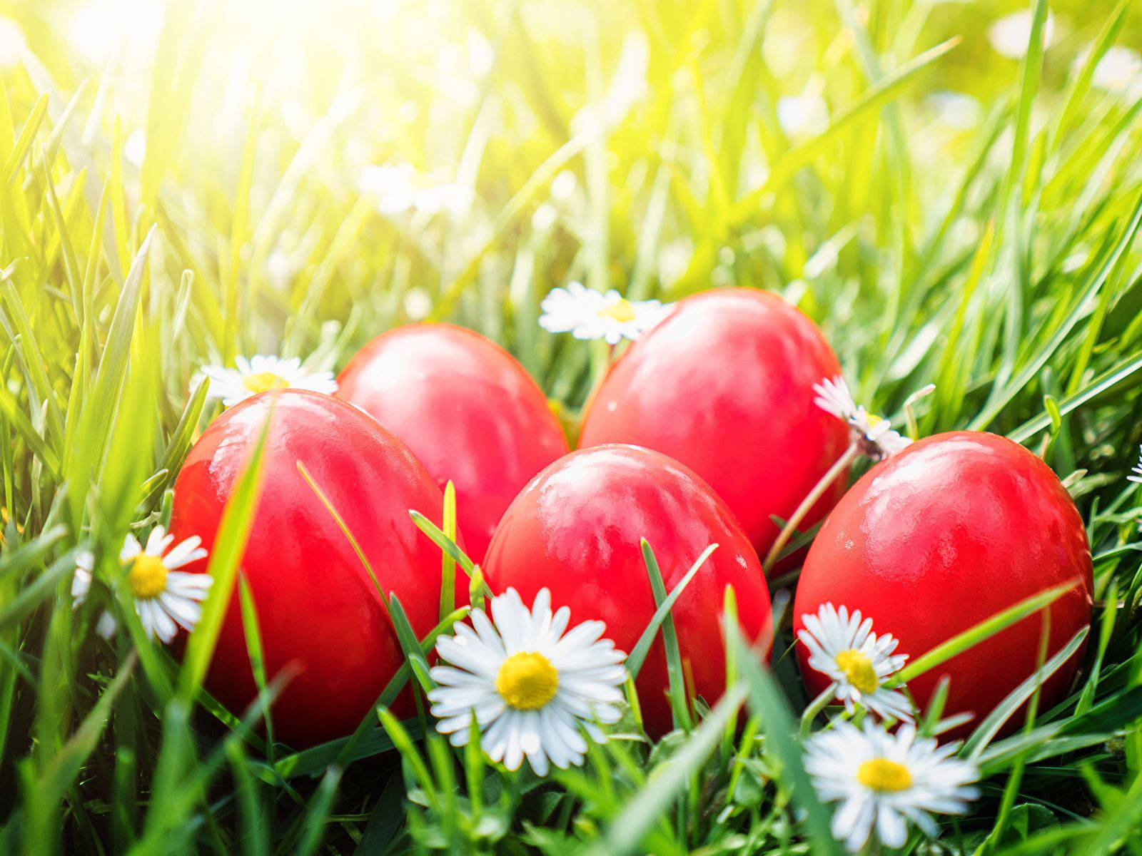 red Easter eggs, flower field, sunlit green grass, HD Desktop Wallpaper