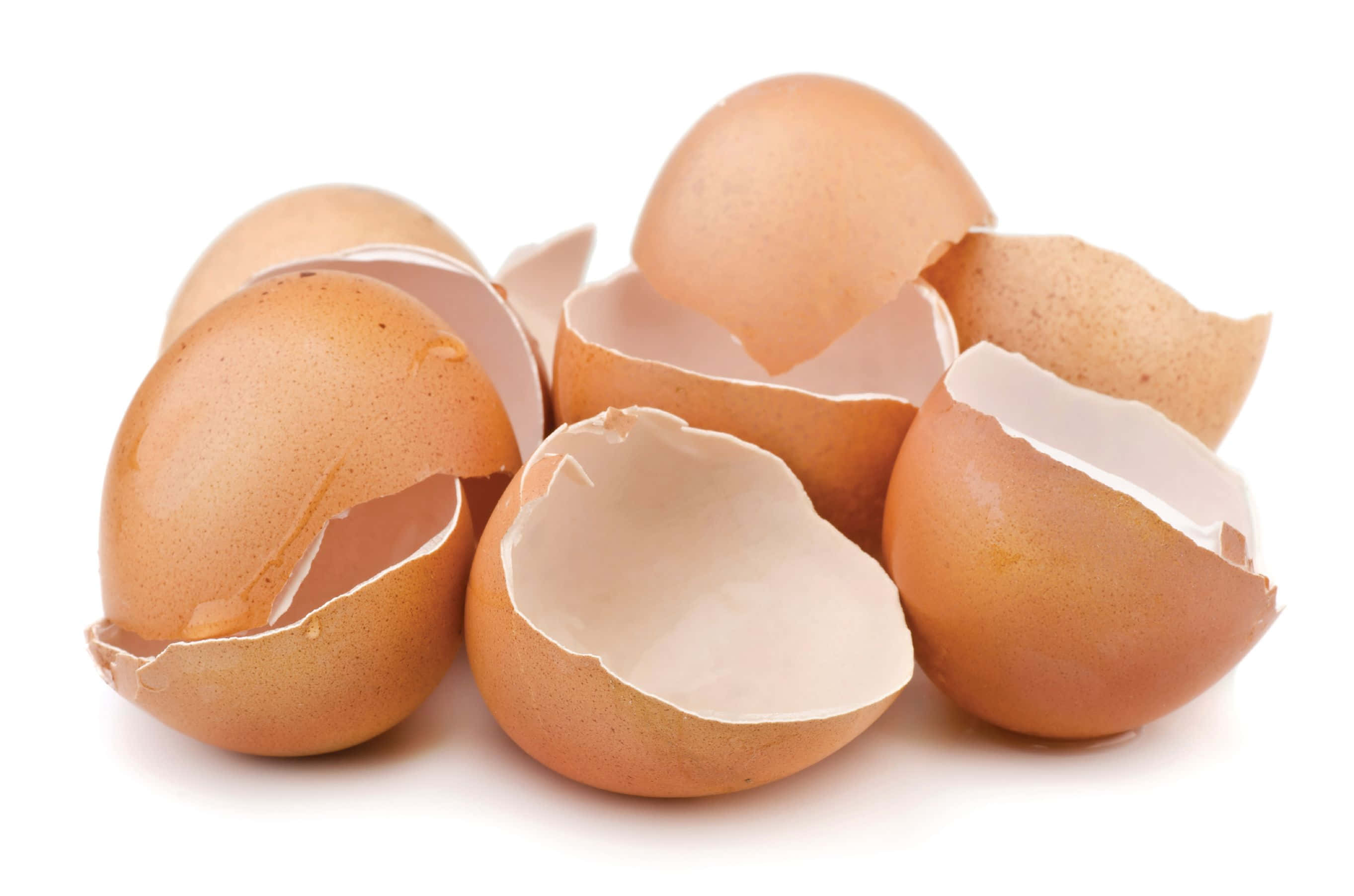 Eggshell, cracked brown eggshells, stark white background, 2K Desktop Wallpaper