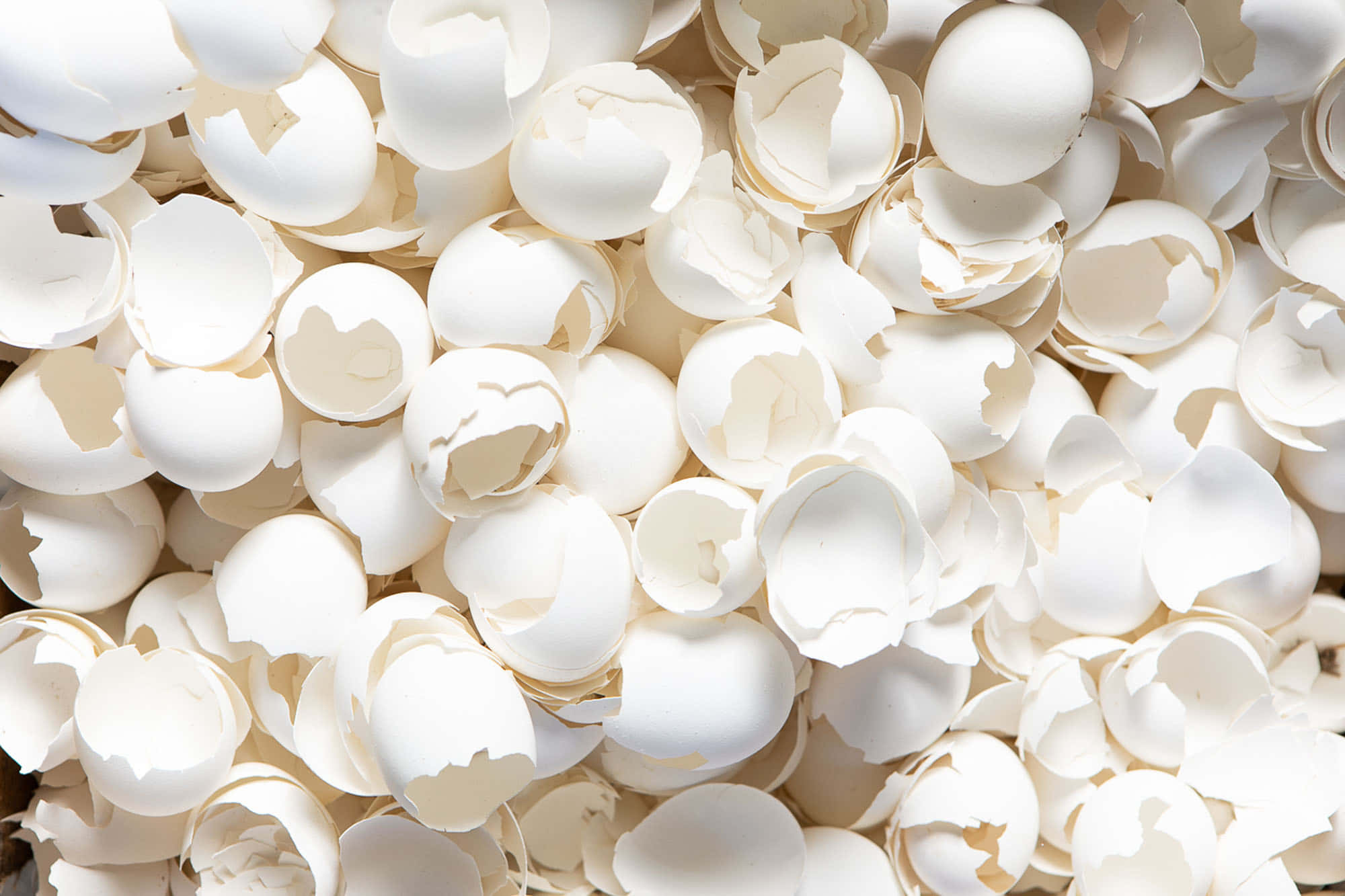 eggshell 2000, 1333, white, Full HD Desktop Wallpaper