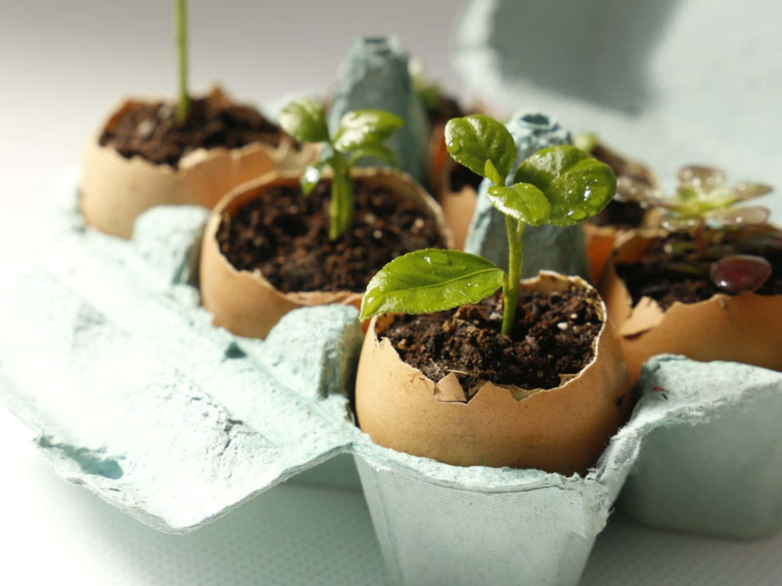 Eggshell, green seedlings, light blue cardboard tray, HD Desktop Wallpaper