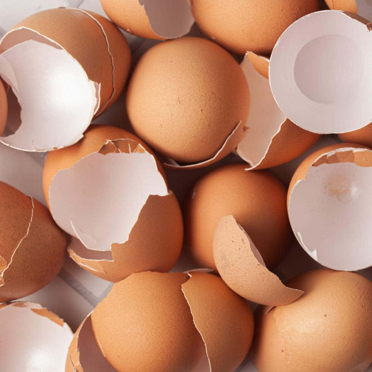Eggshell, brown eggshells, broken halves, SD Desktop Wallpaper
