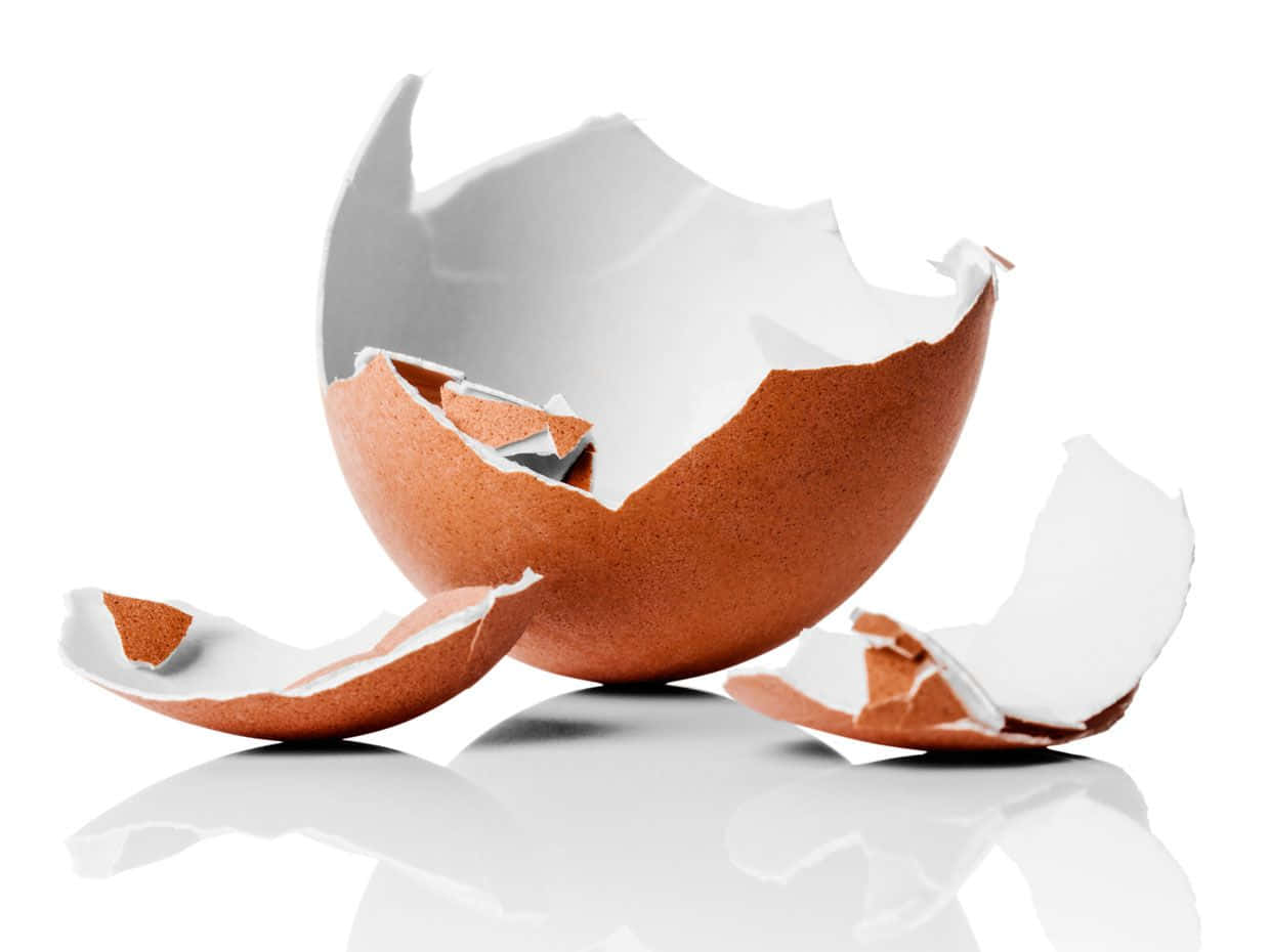 Eggshell, brown eggshell, white interior, SD Desktop Wallpaper