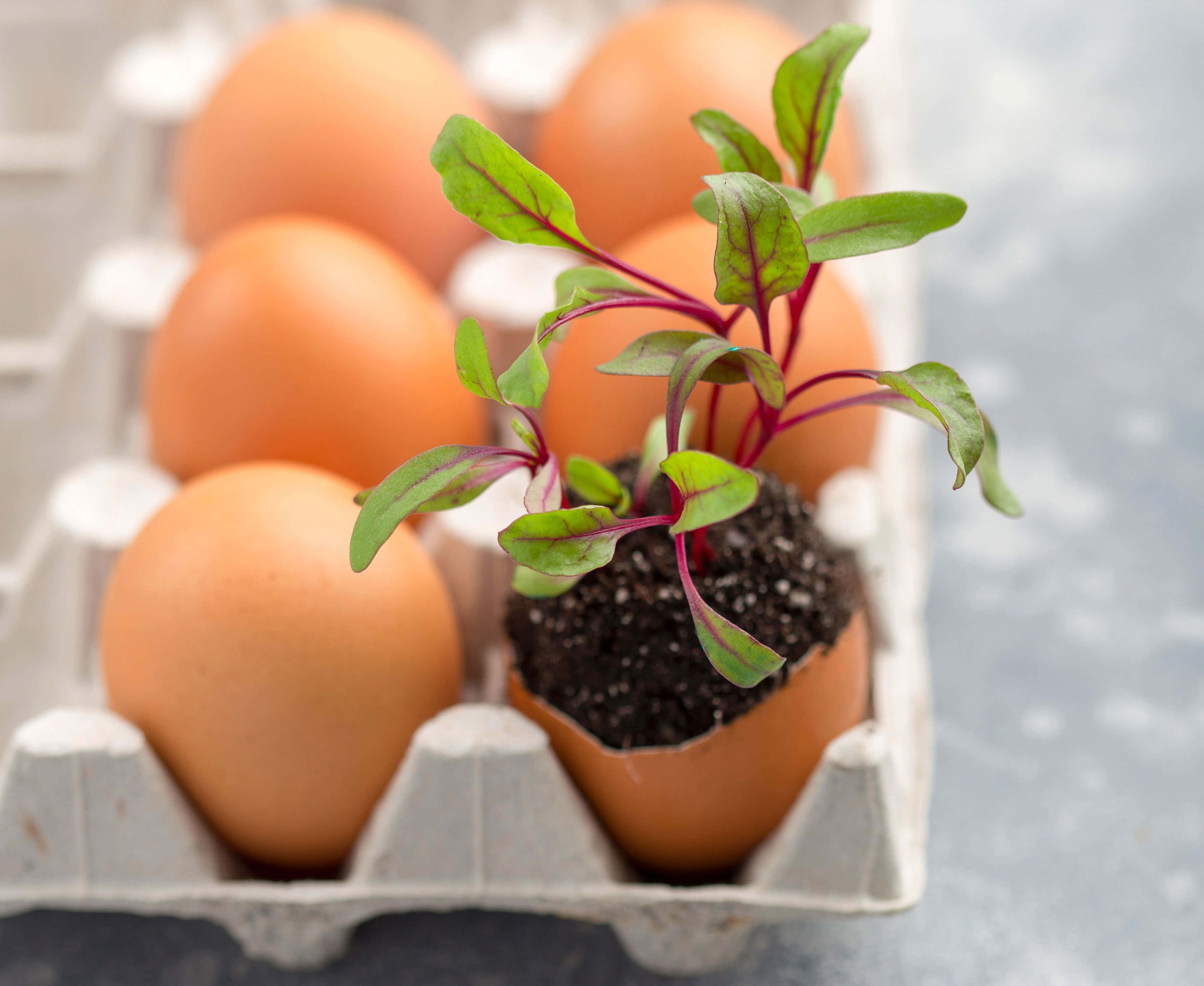 Eggshell, vibrant green plant, soil, 2K Desktop Wallpaper