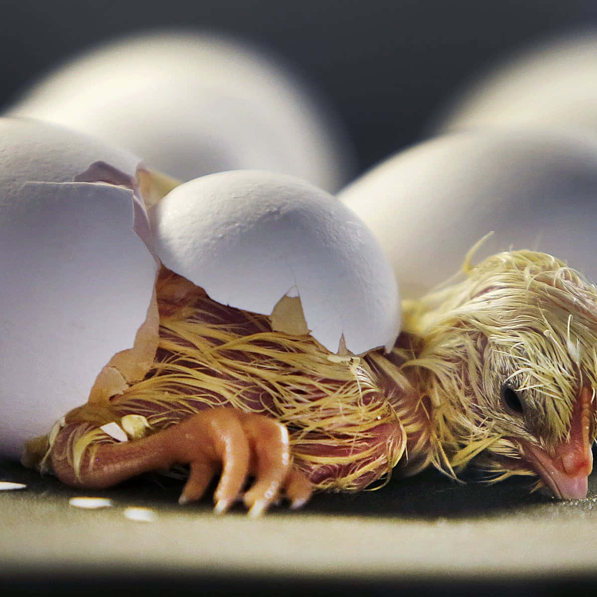 Eggshell, newborn chick, wet yellow down, SD Desktop Wallpaper