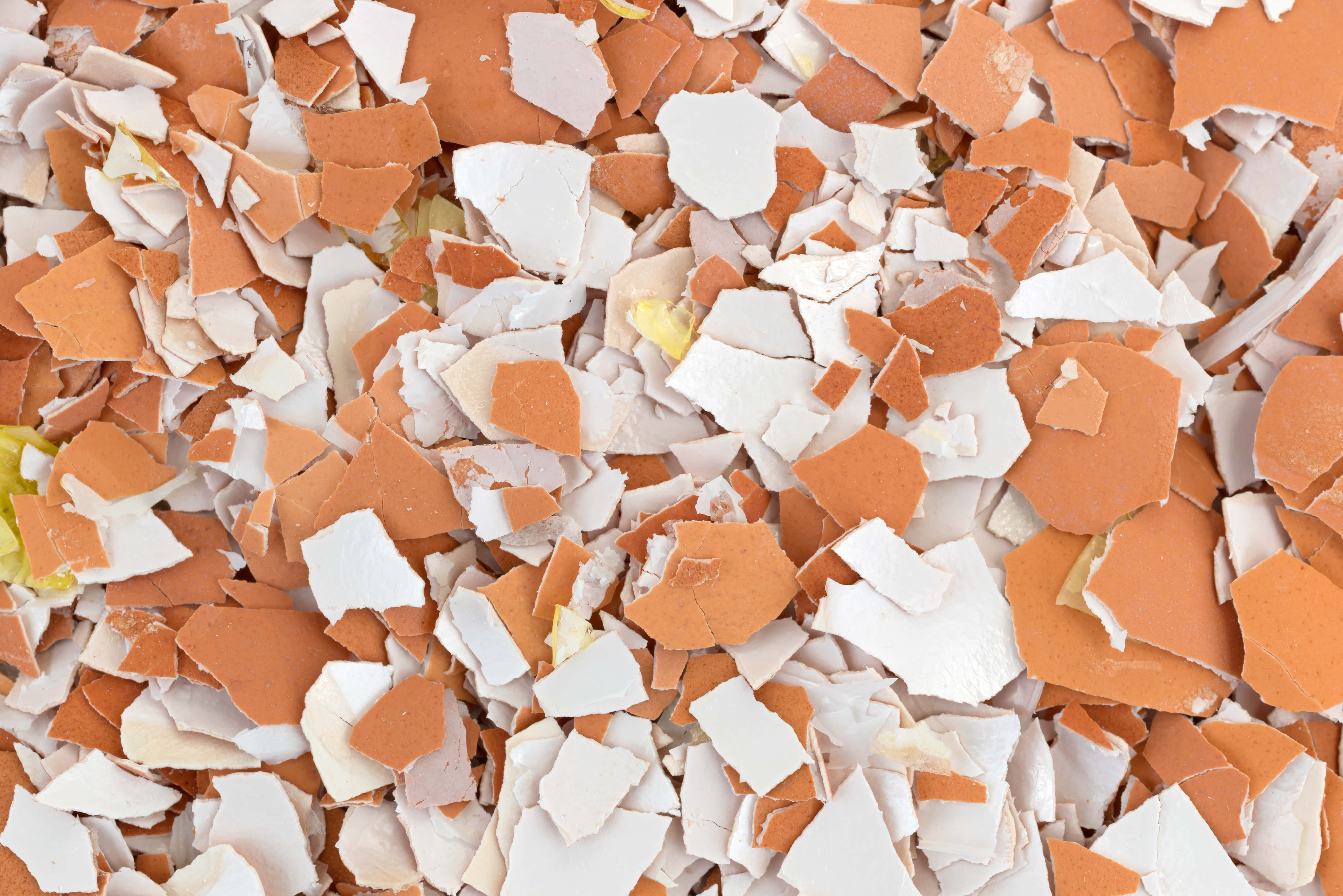 eggshell, white, orange, 4K Desktop Wallpaper