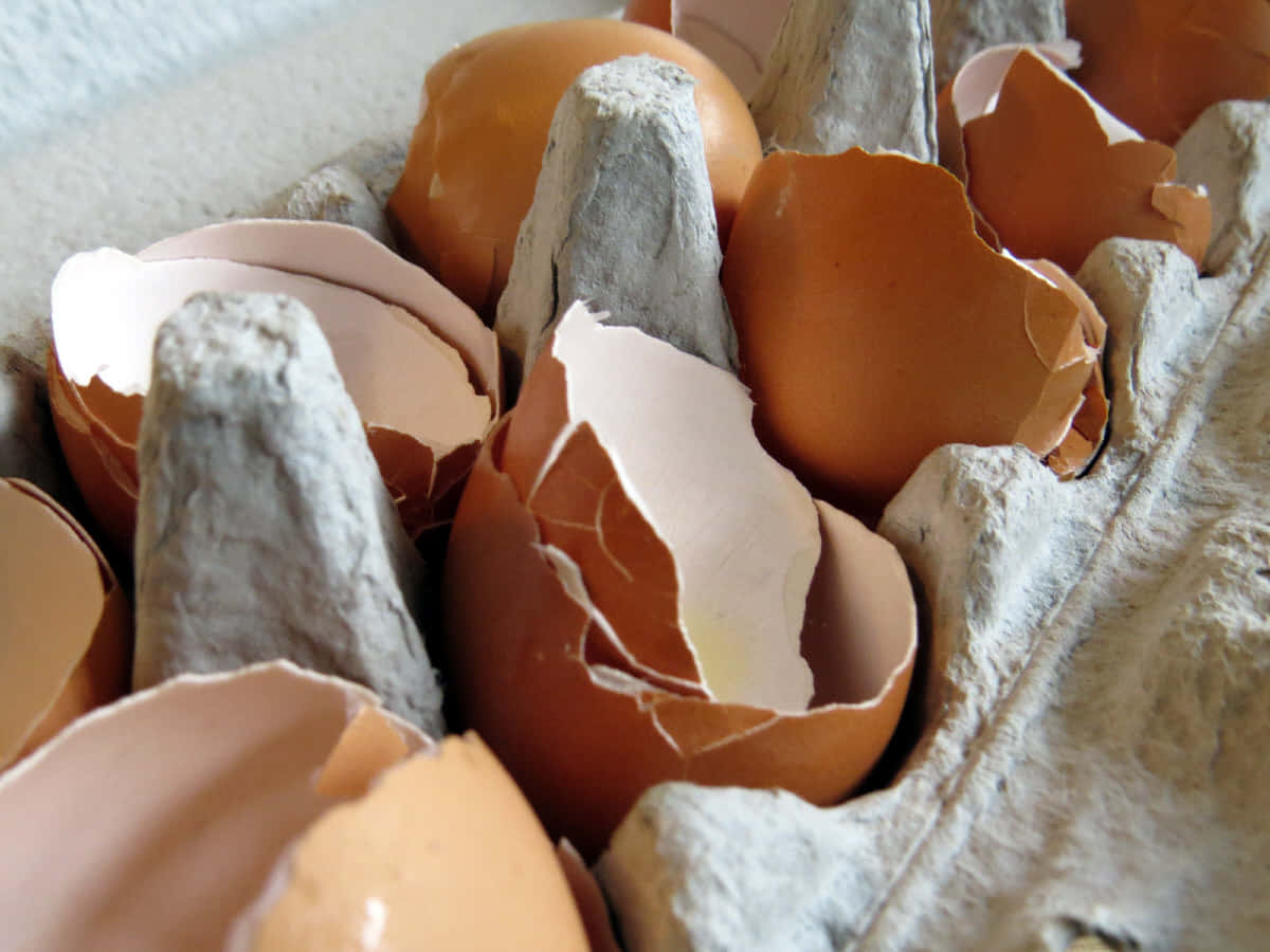 eggshell, cracked brown eggshells, textured cardboard egg carton, SD Desktop Wallpaper