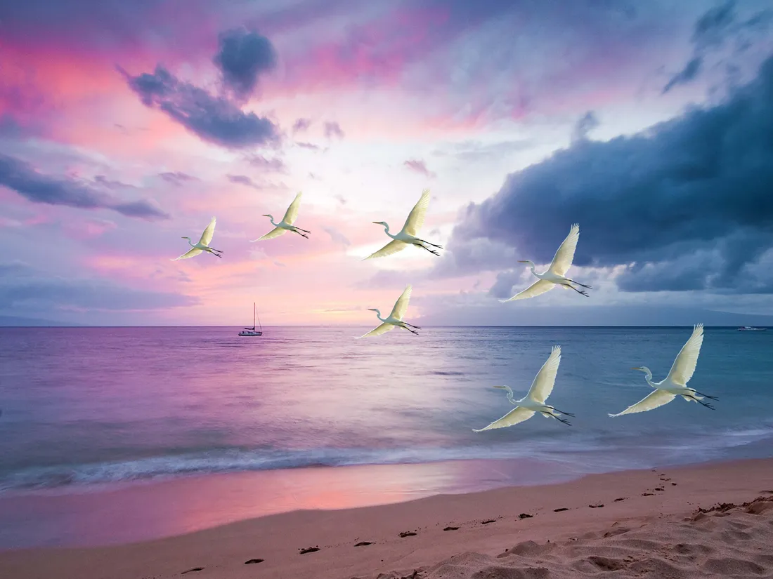 Egret