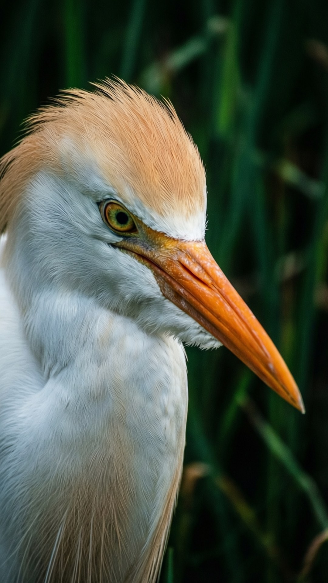 egret, vibrant colors, dark marsh, Full HD Phone Wallpaper