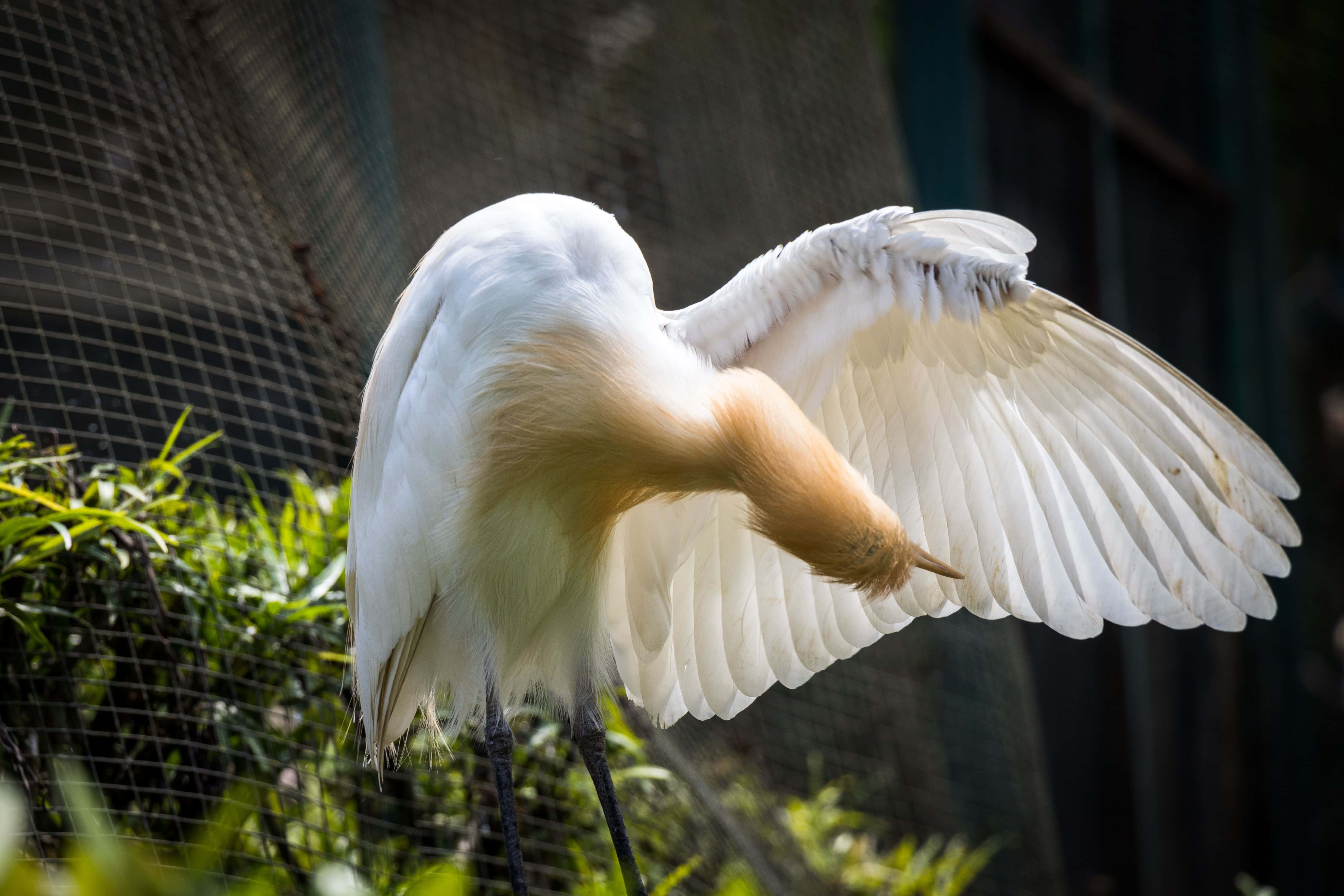 egret, white egret, golden neck feathers, 5K Desktop Wallpaper