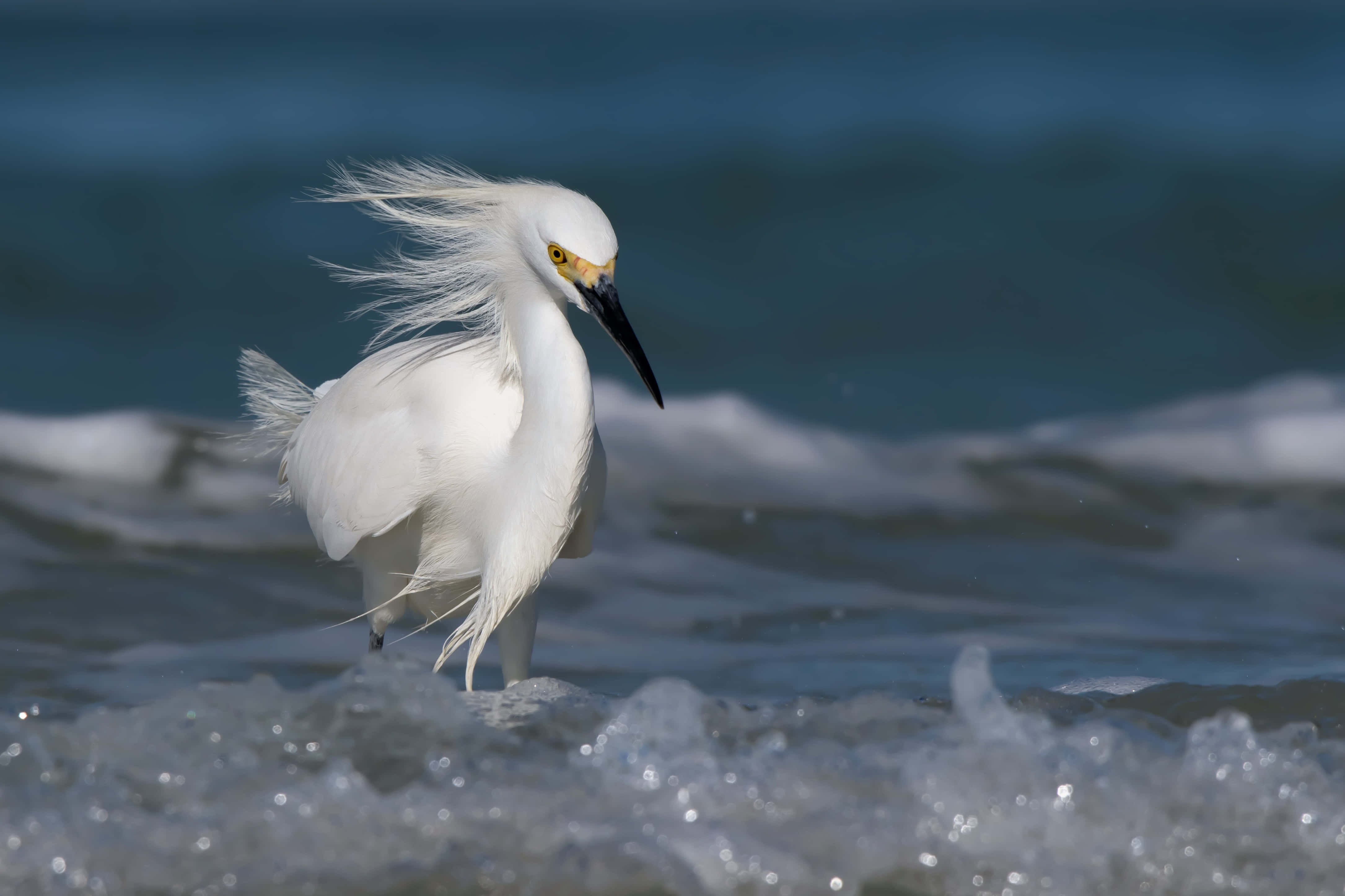 snowy egret, windswept beach, foamy ocean waves, 4K Desktop Wallpaper