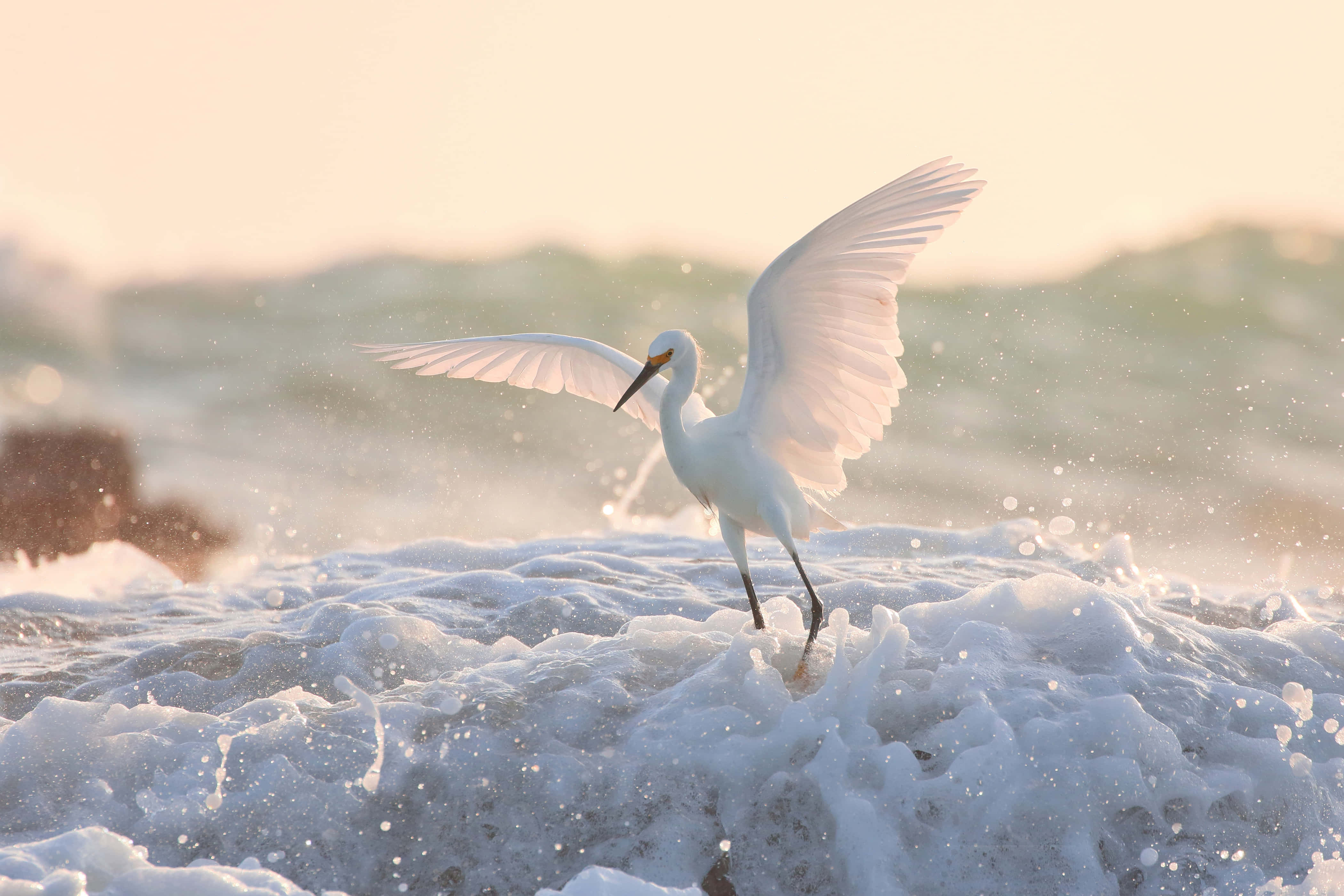 Egret, sunlit surf, white egret, 4K Desktop Wallpaper